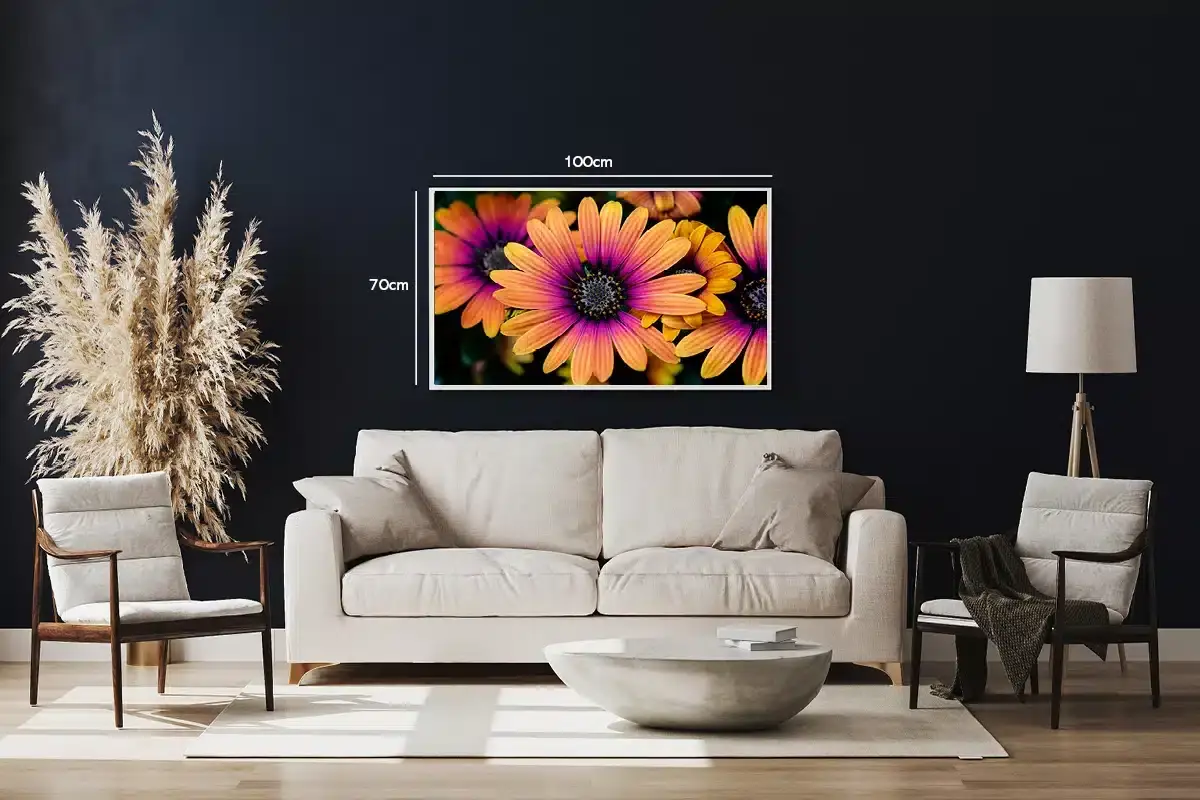 Orange og Lilla Tusindfryd Plakat