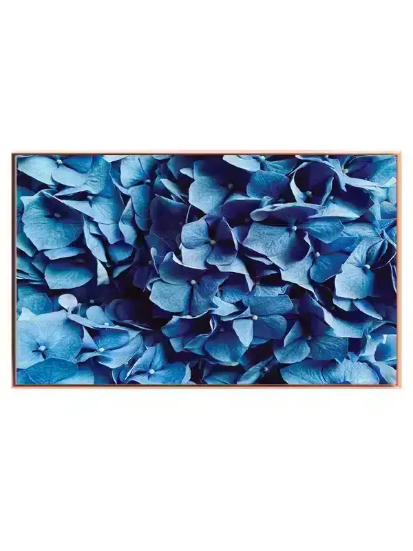 Blå Hortensia Detaljer Plakat