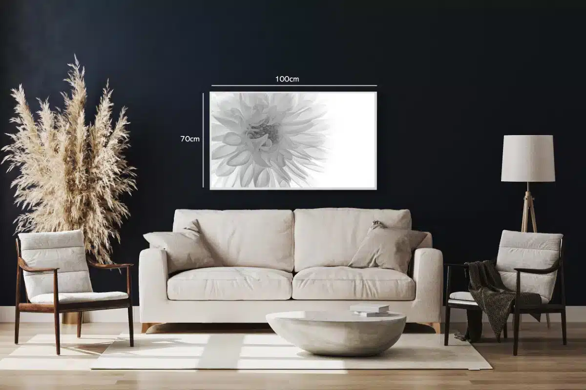 Monokrom Dahlia i Nærbillede