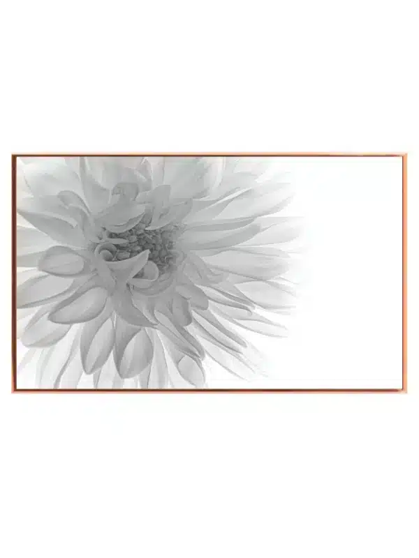 Monokrom Dahlia i Nærbillede