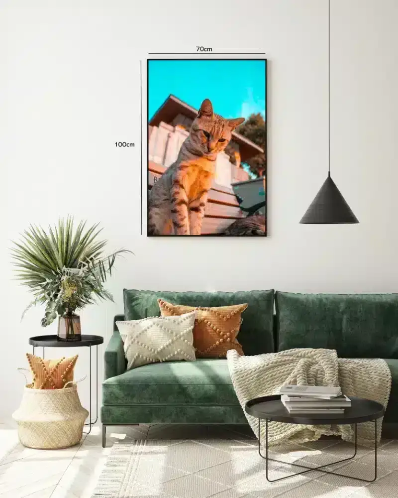 Soloplyst Kat På Bænk