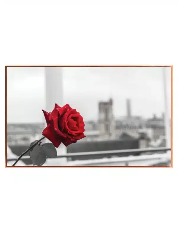 Red Rose Against Cityscape