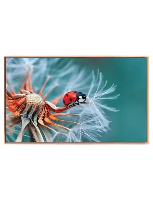 Ladybug On Plakat