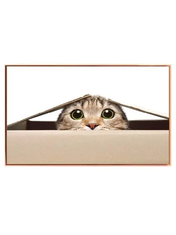 Tabby Cat Peek Plakat