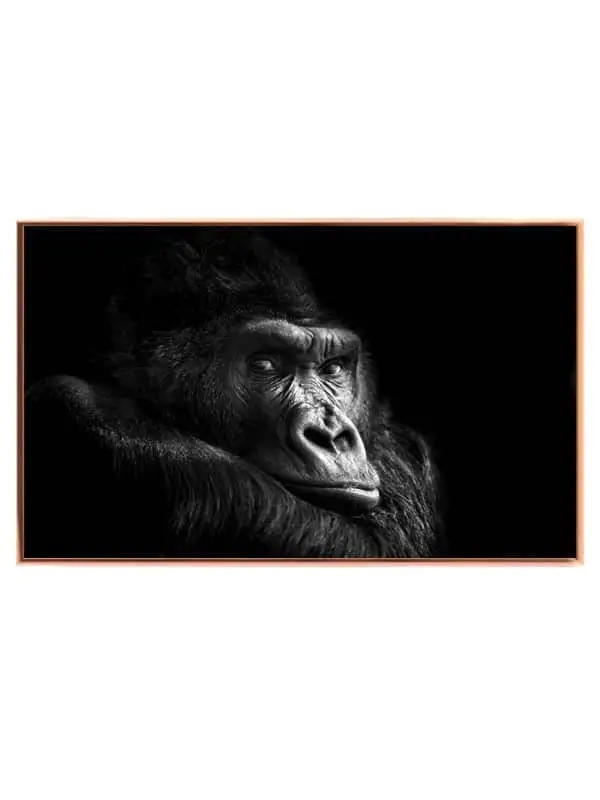 Silverback Gorilla Resting Plakat