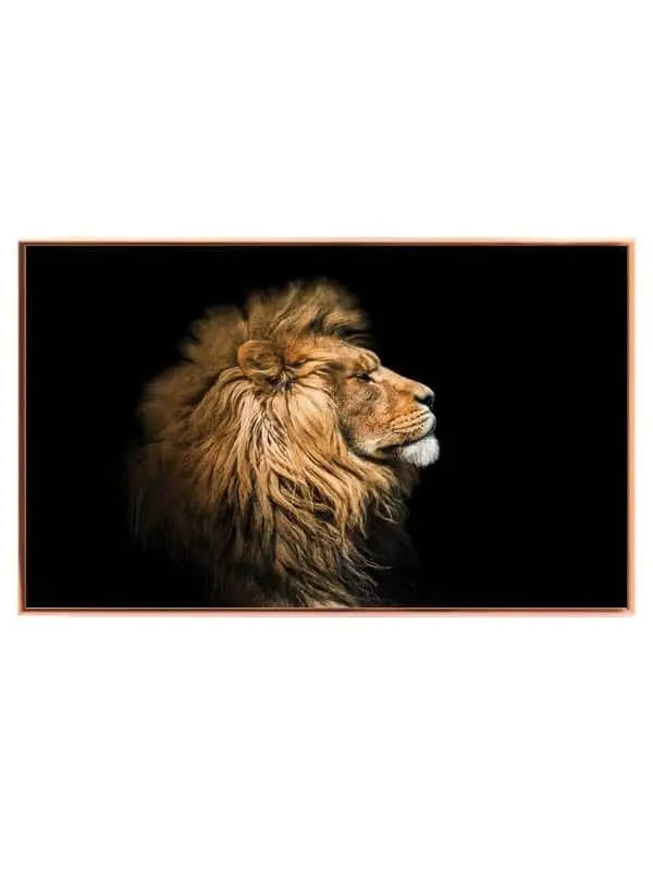 Lion Profile No4 Plakat