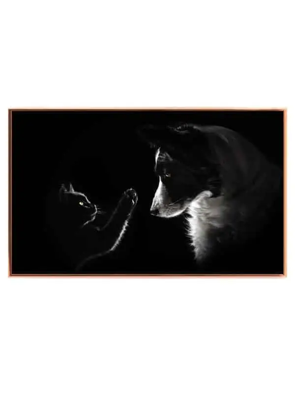Border Collie Plakat