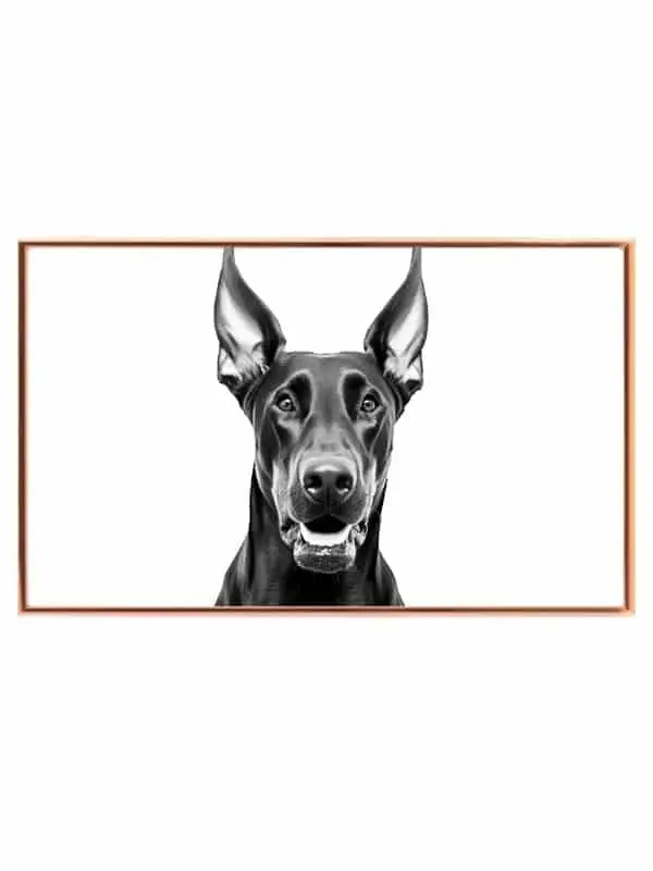 Hund Doberman Close Up Plakat