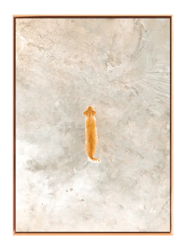 Curious Ginger Cat Plakat
