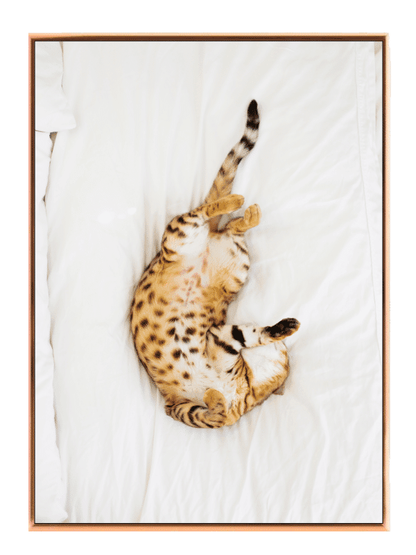 Playful Spotted Cat Relaxing Plakat