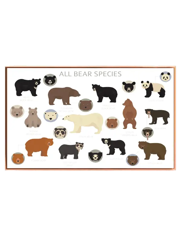 Curious Bear Species Guide Plakat