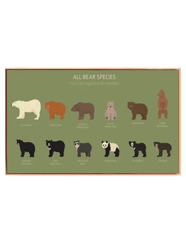 All Bear Species Guide Plakat