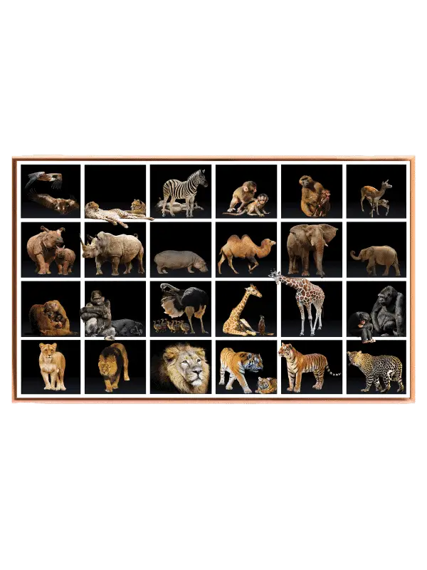 Playful Safari Animal Friends Animals Plakat