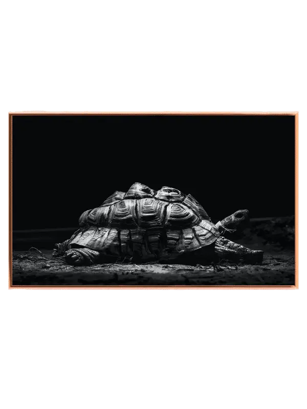 Curious Tortoise Adventure Plakat