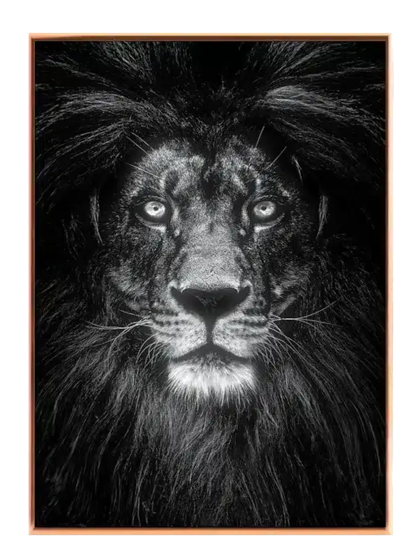 Black Lion Plakat