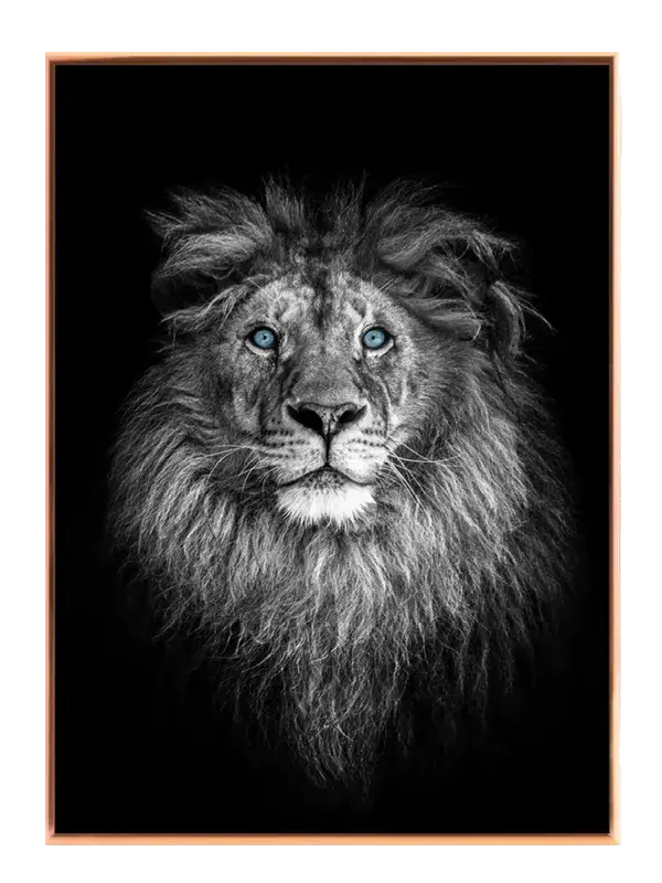 Lion With Blue Eyes Plakat