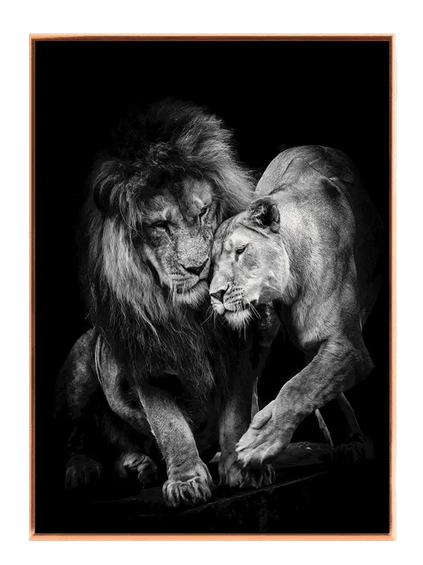 Lion Couple Plakat