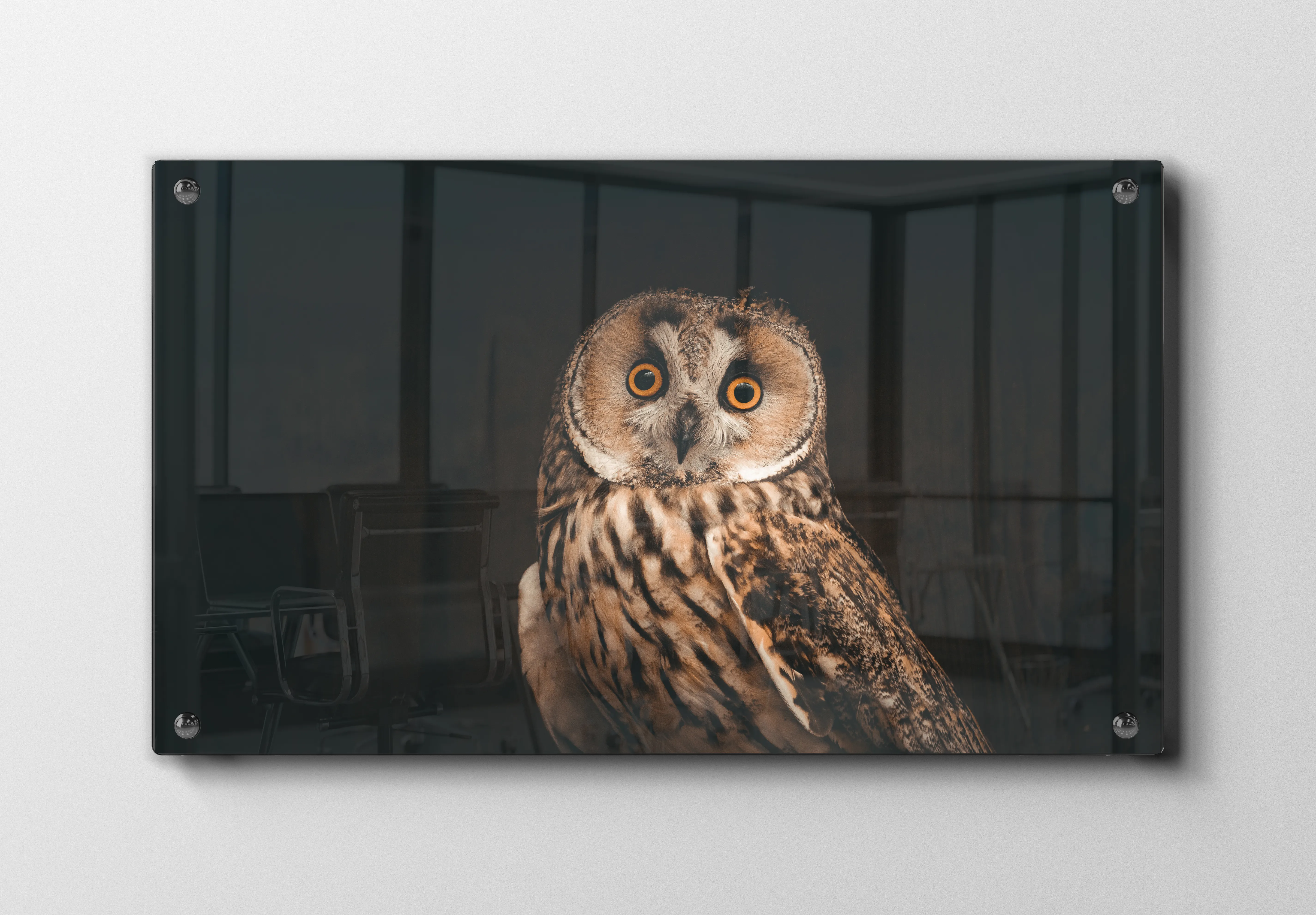 Long Eared Plakat