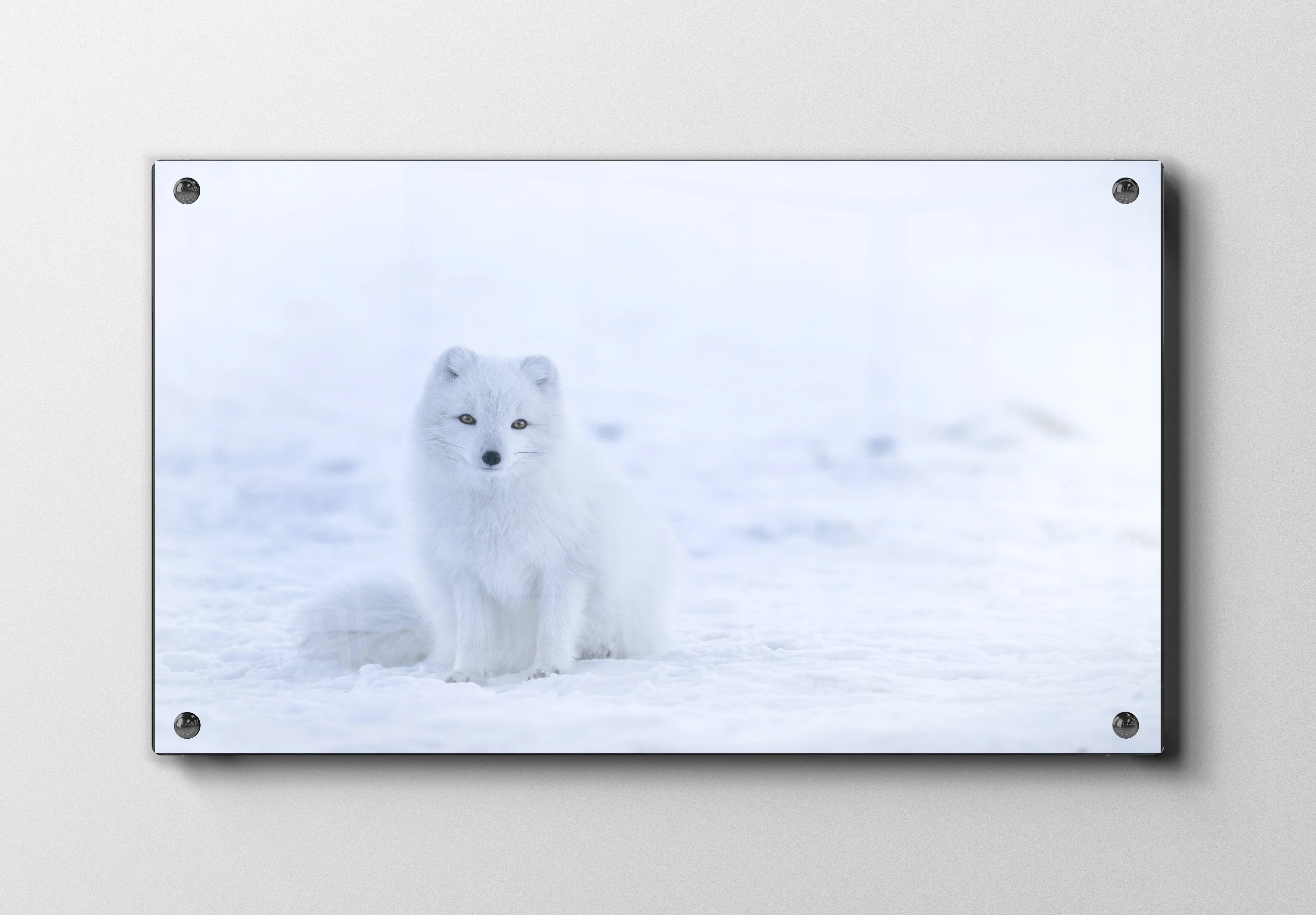 Arctic Fox Plakat