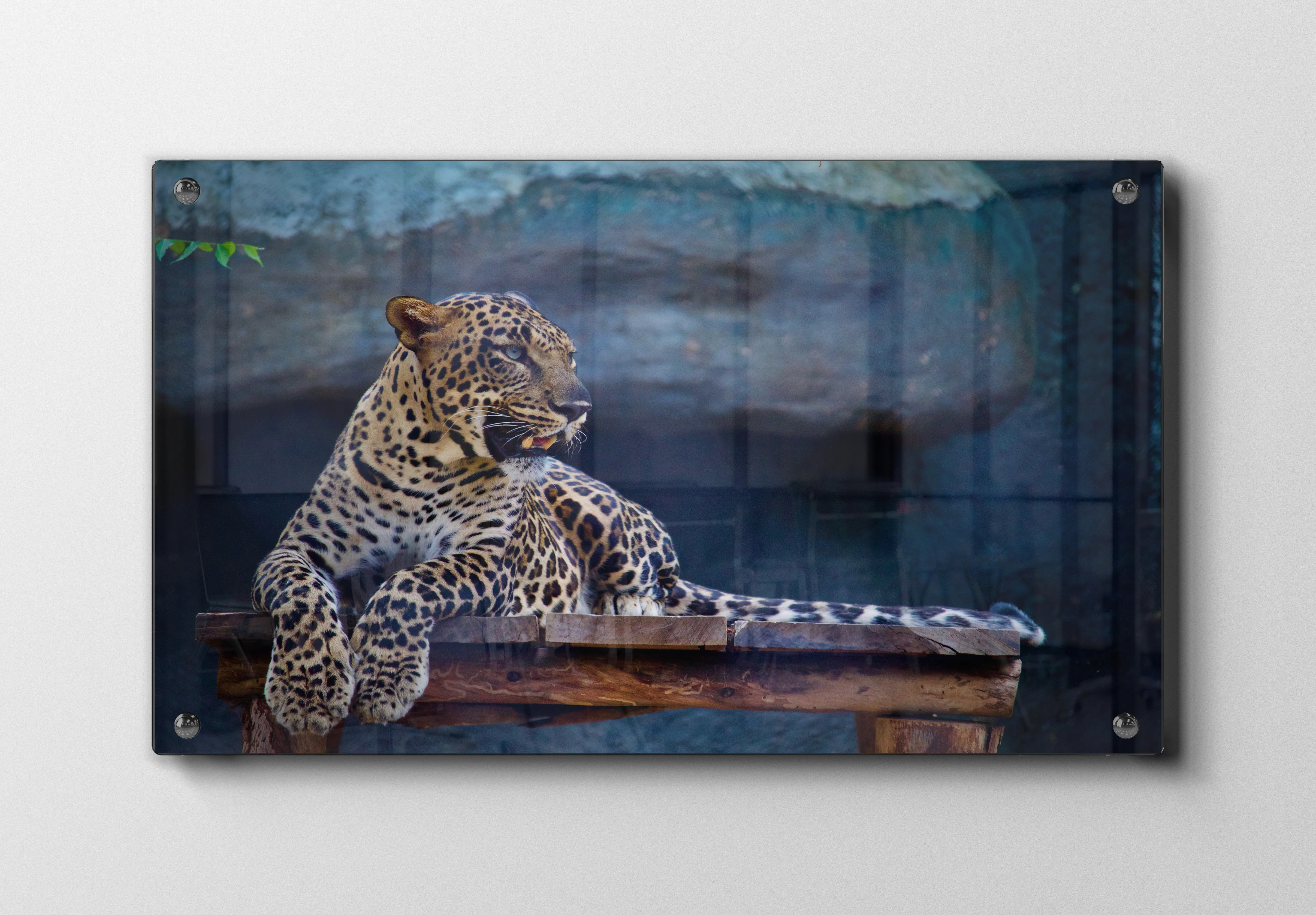 Leopard Resting Plakat