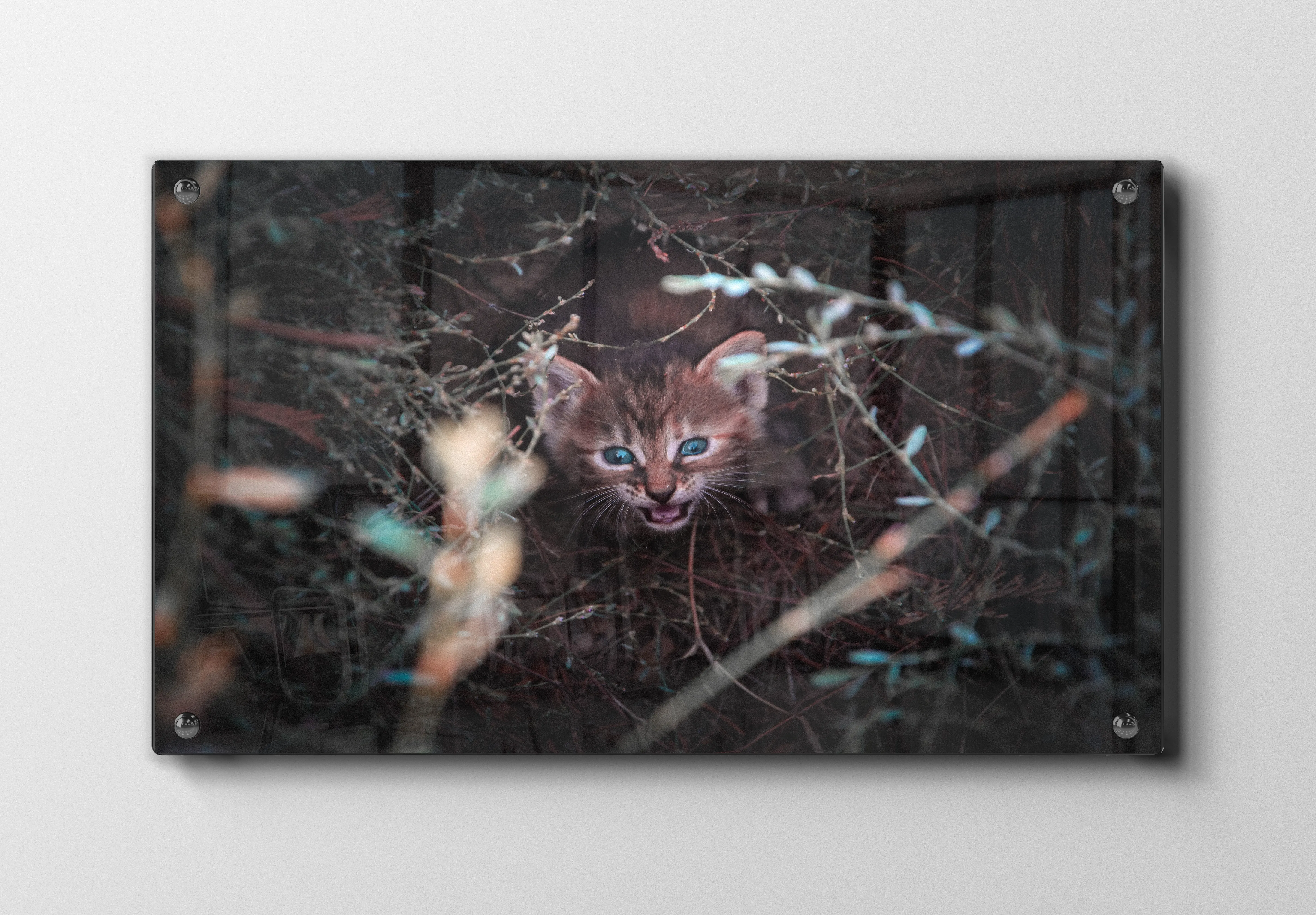 Wildcat Kitten Plakat