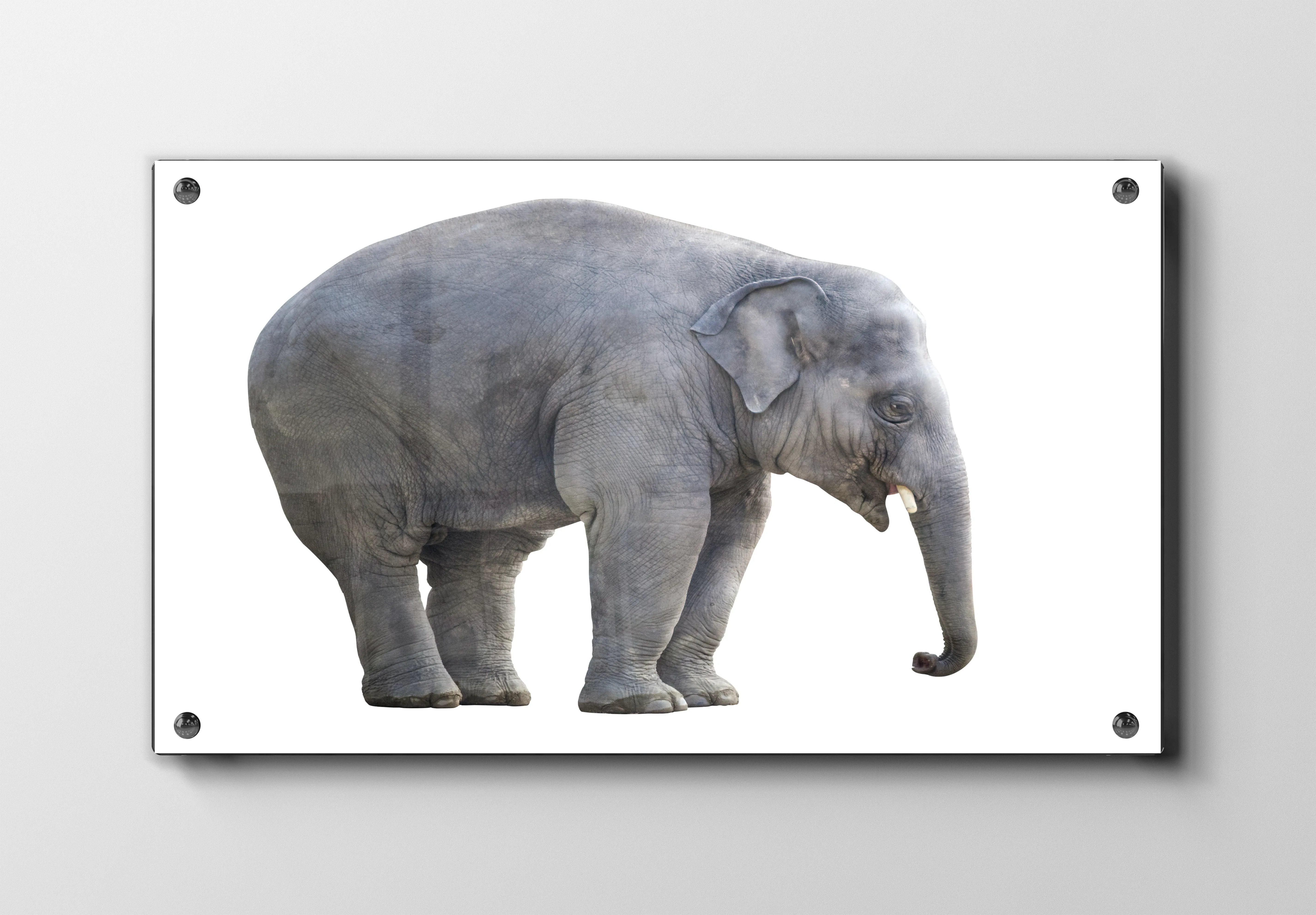 Young Elephant Plakat