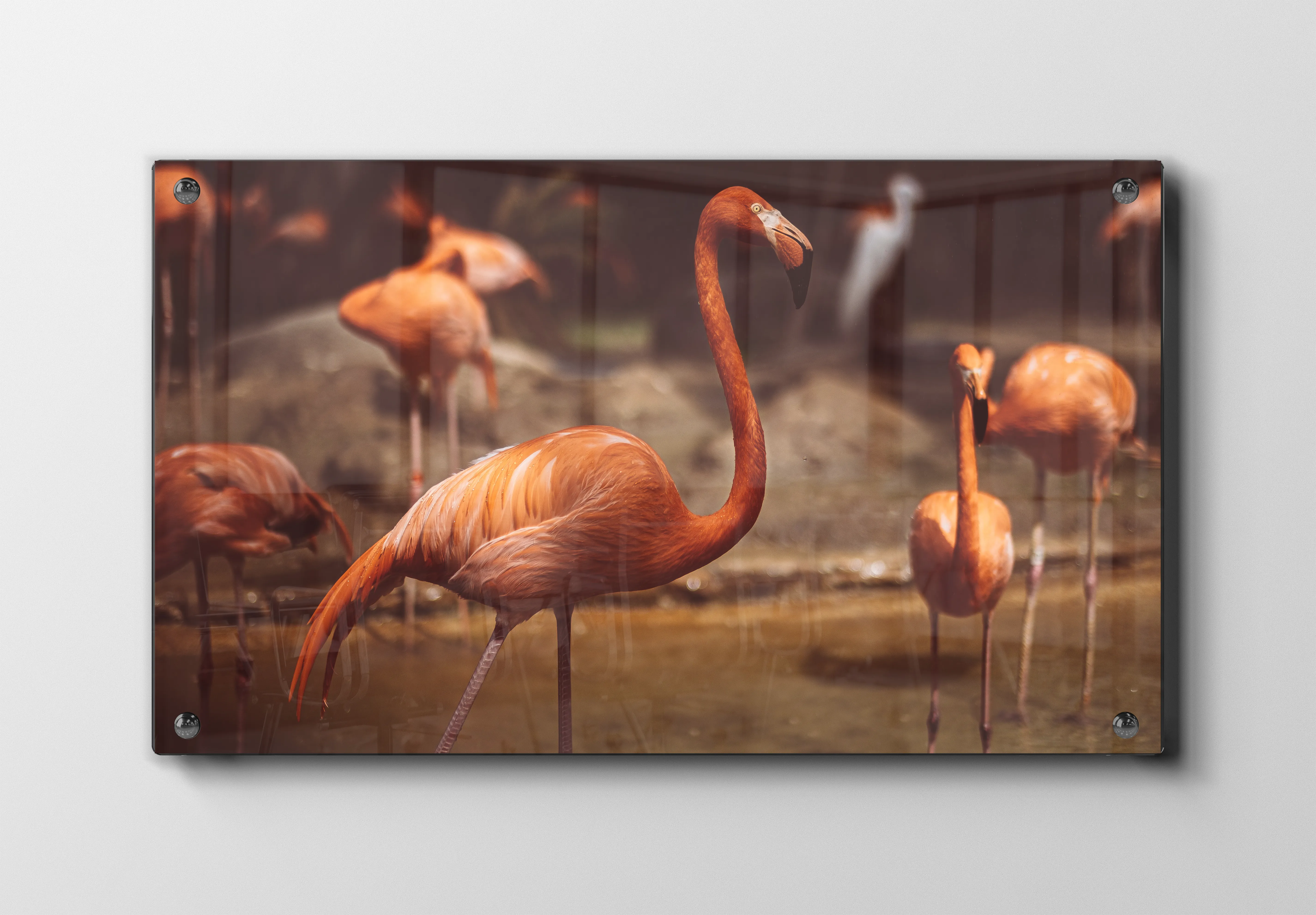 Flamingo No2 Plakat