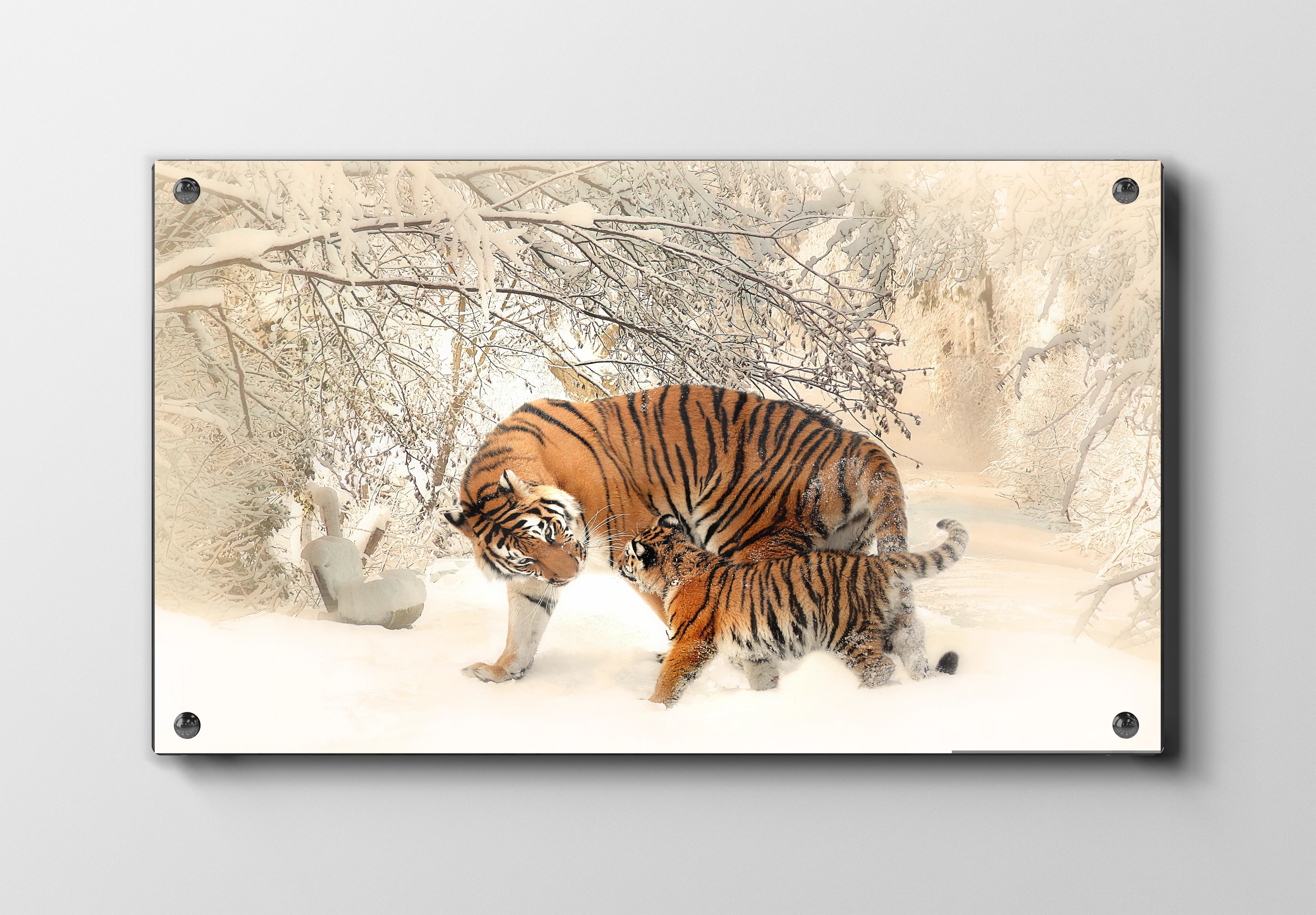 Siberian Tiger Plakat