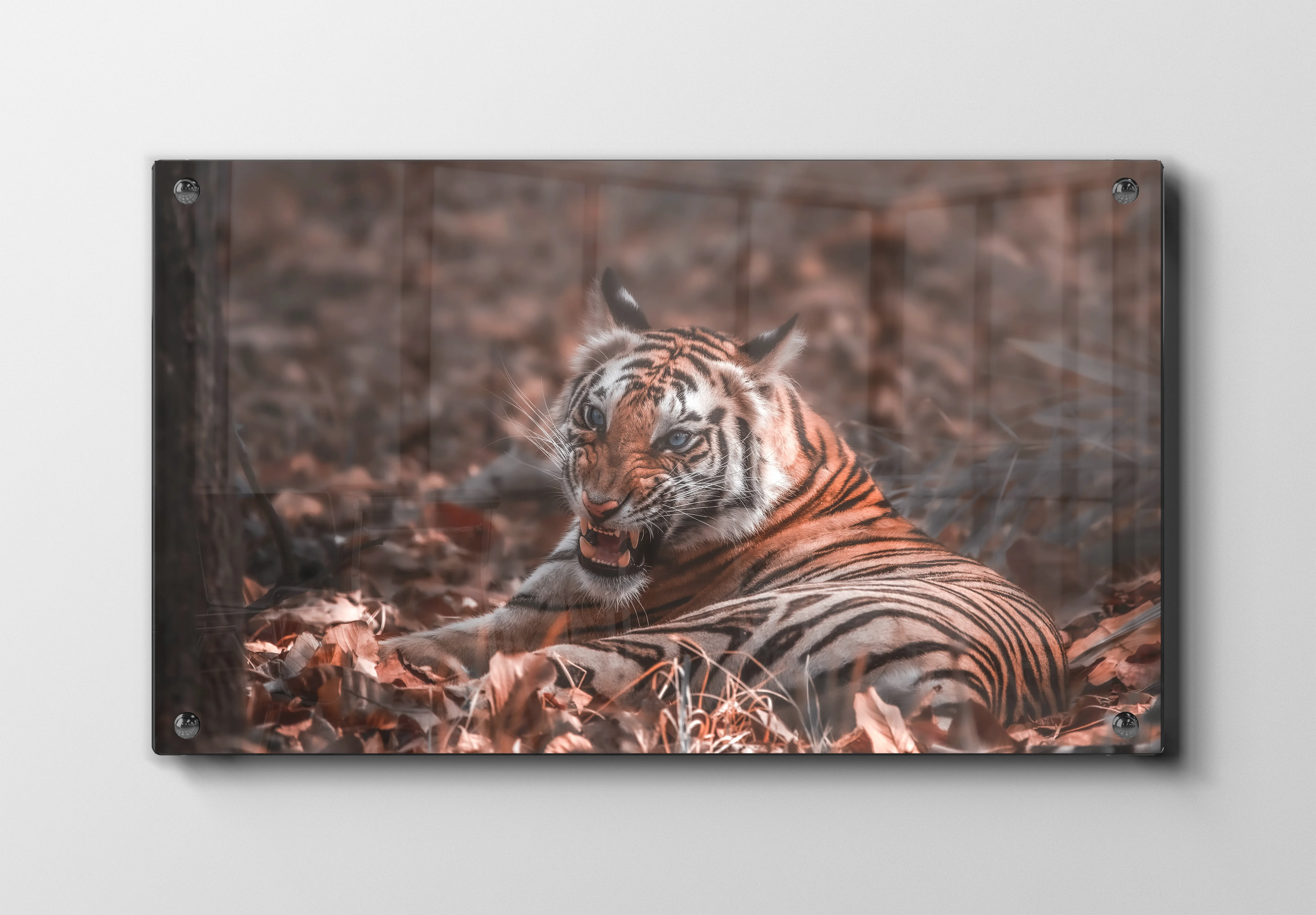 Tiger Resting Plakat