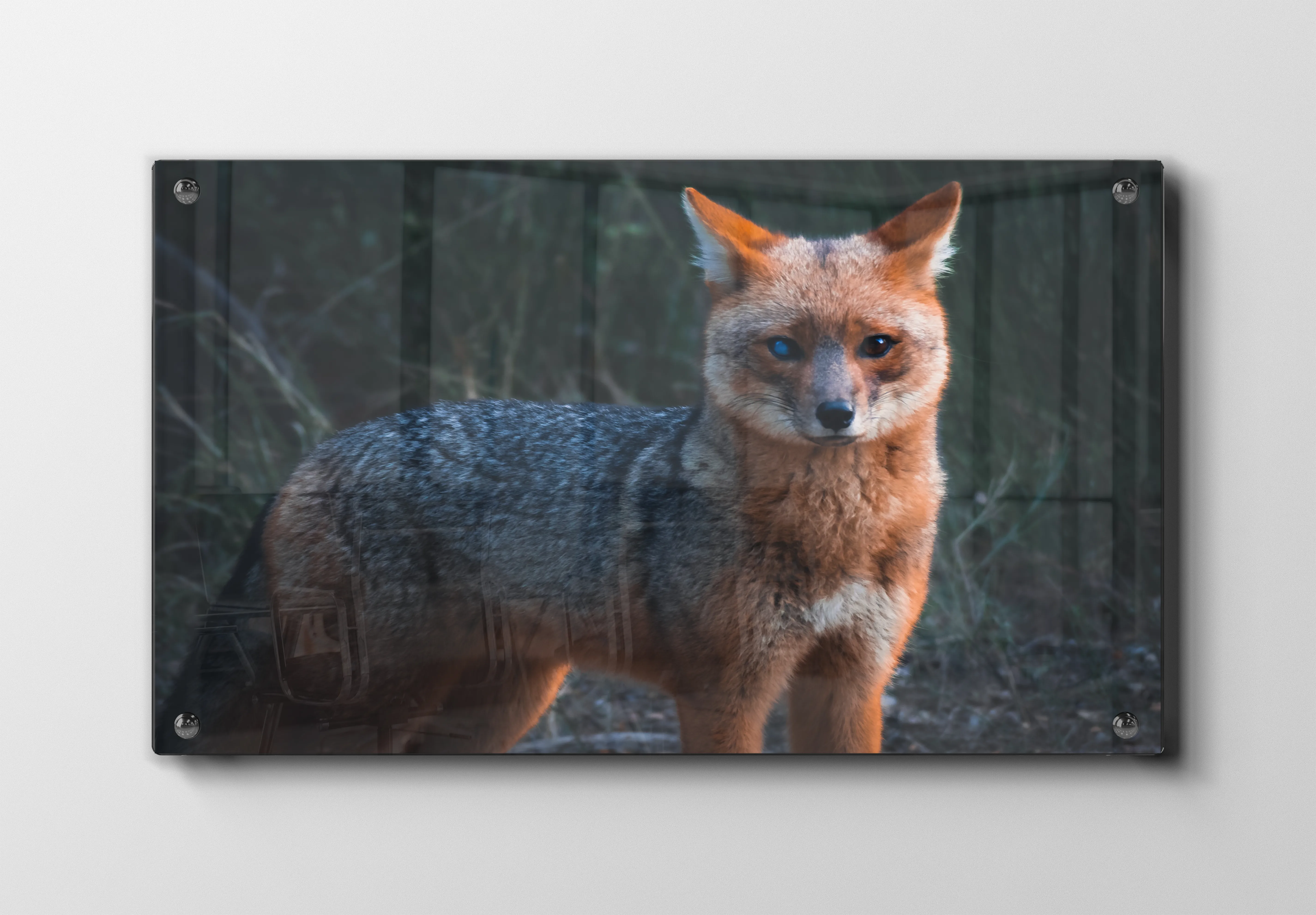 Gray Fox Plakat