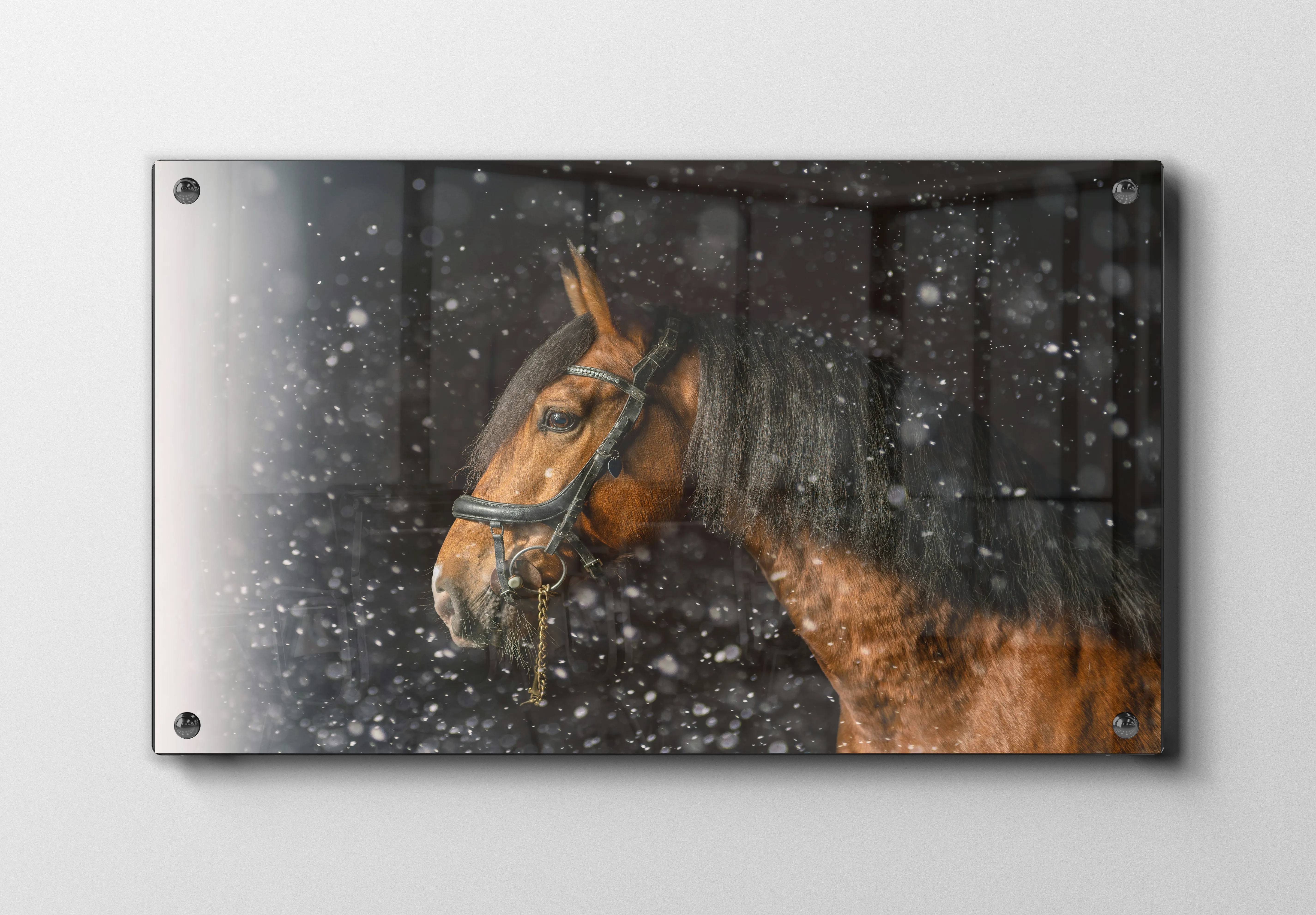 Brown Horse No2 Plakat