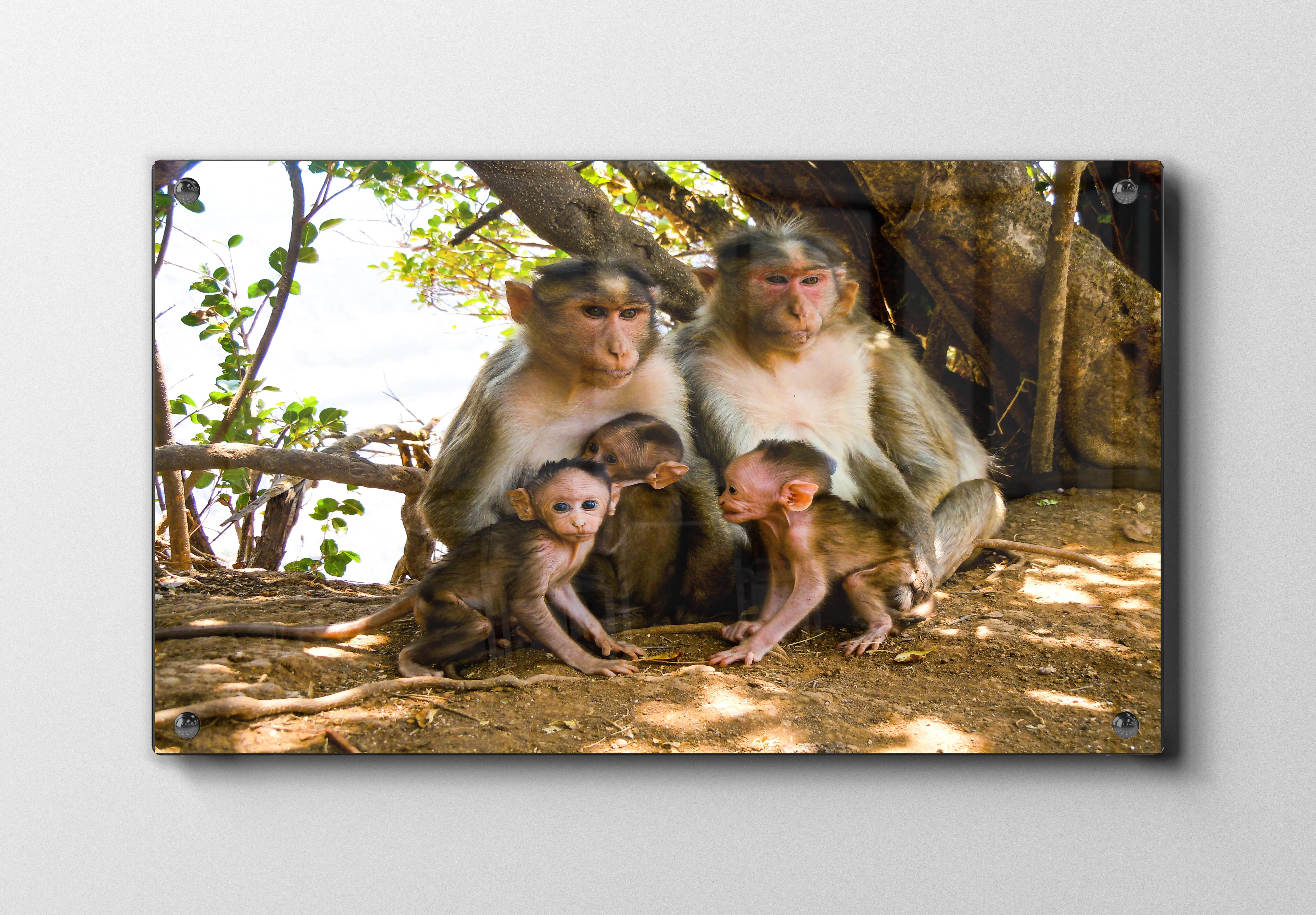 Abe Macaque Family Plakat