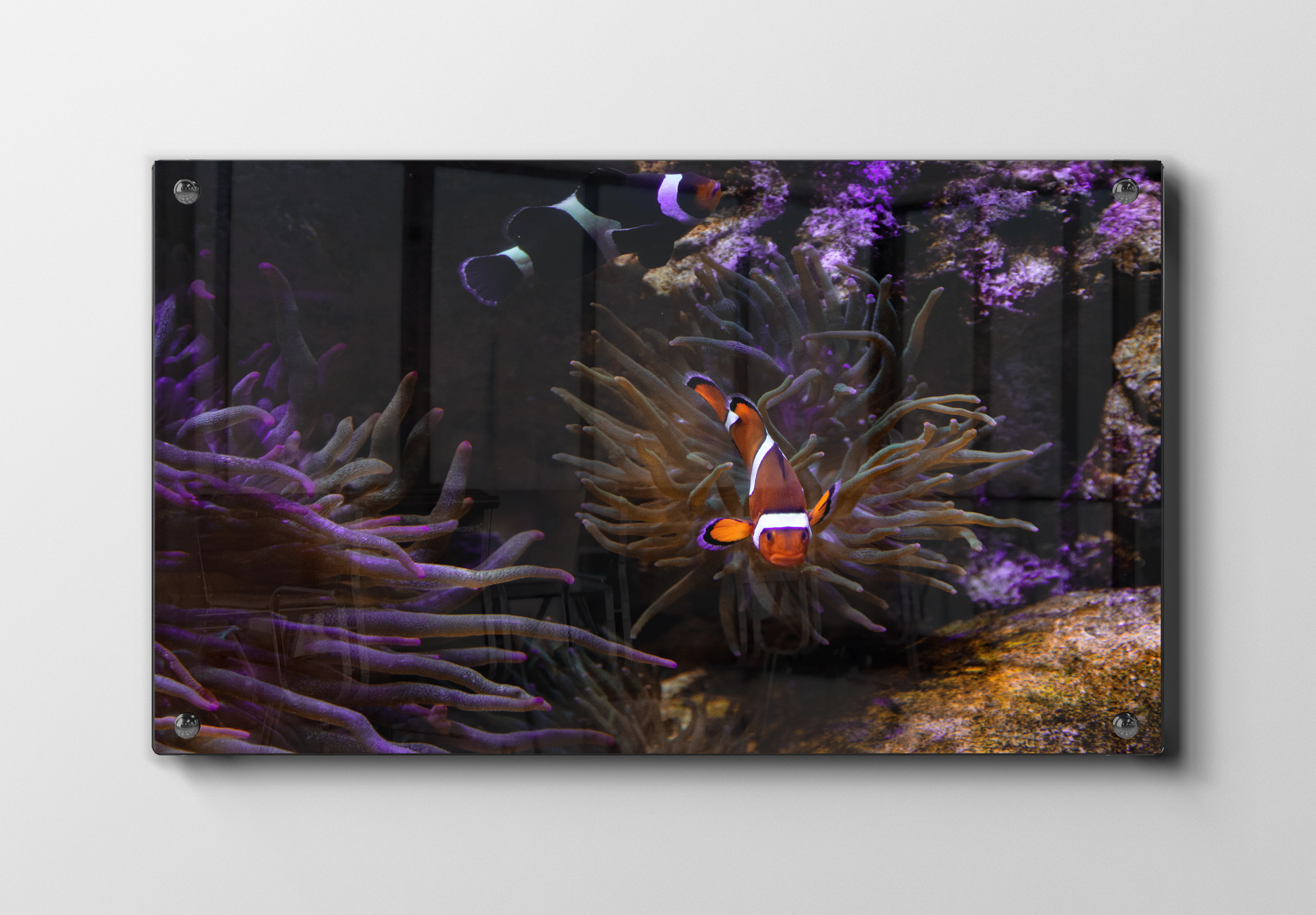 Clownfish Plakat