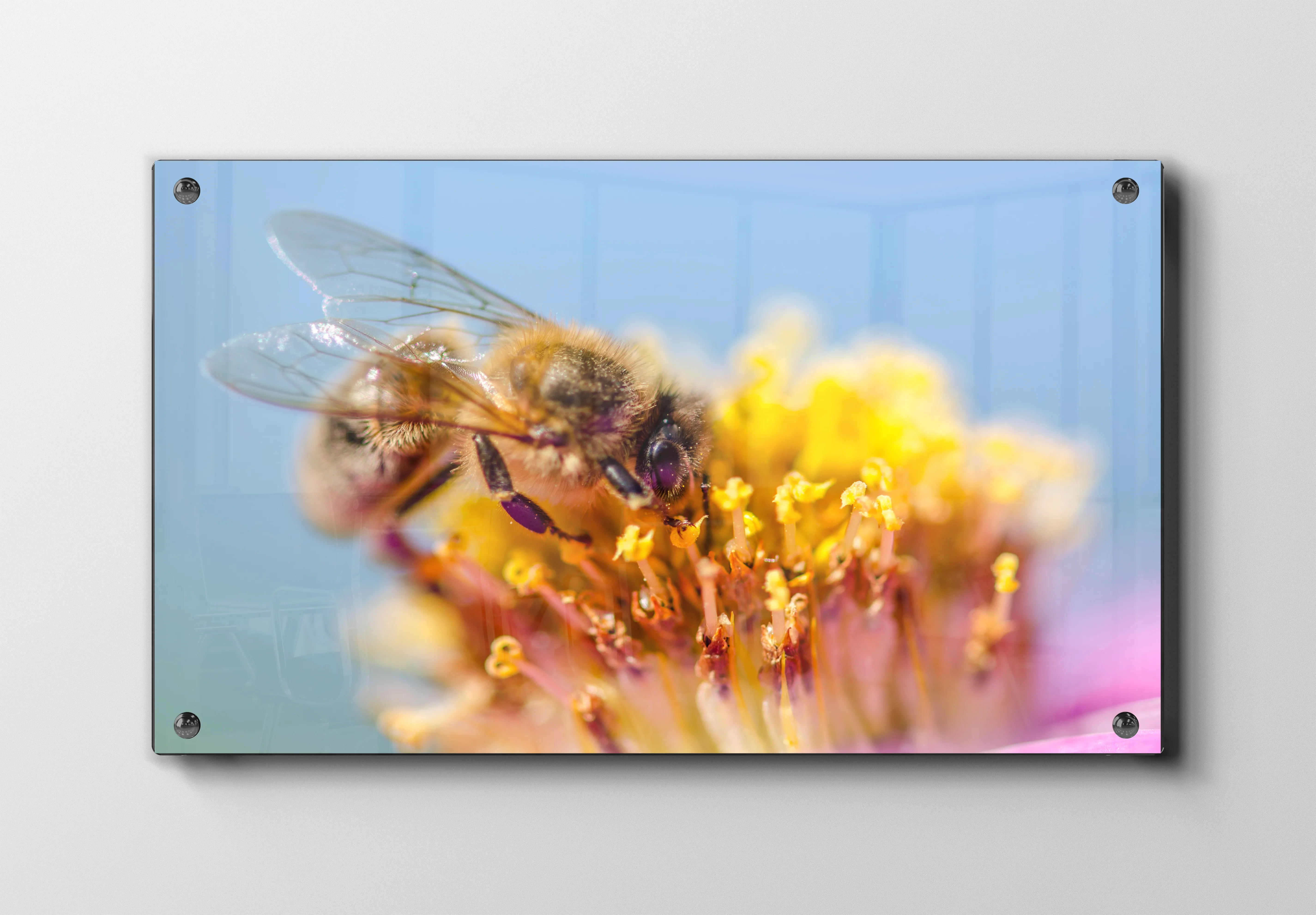 Honeybee On Flower Plakat