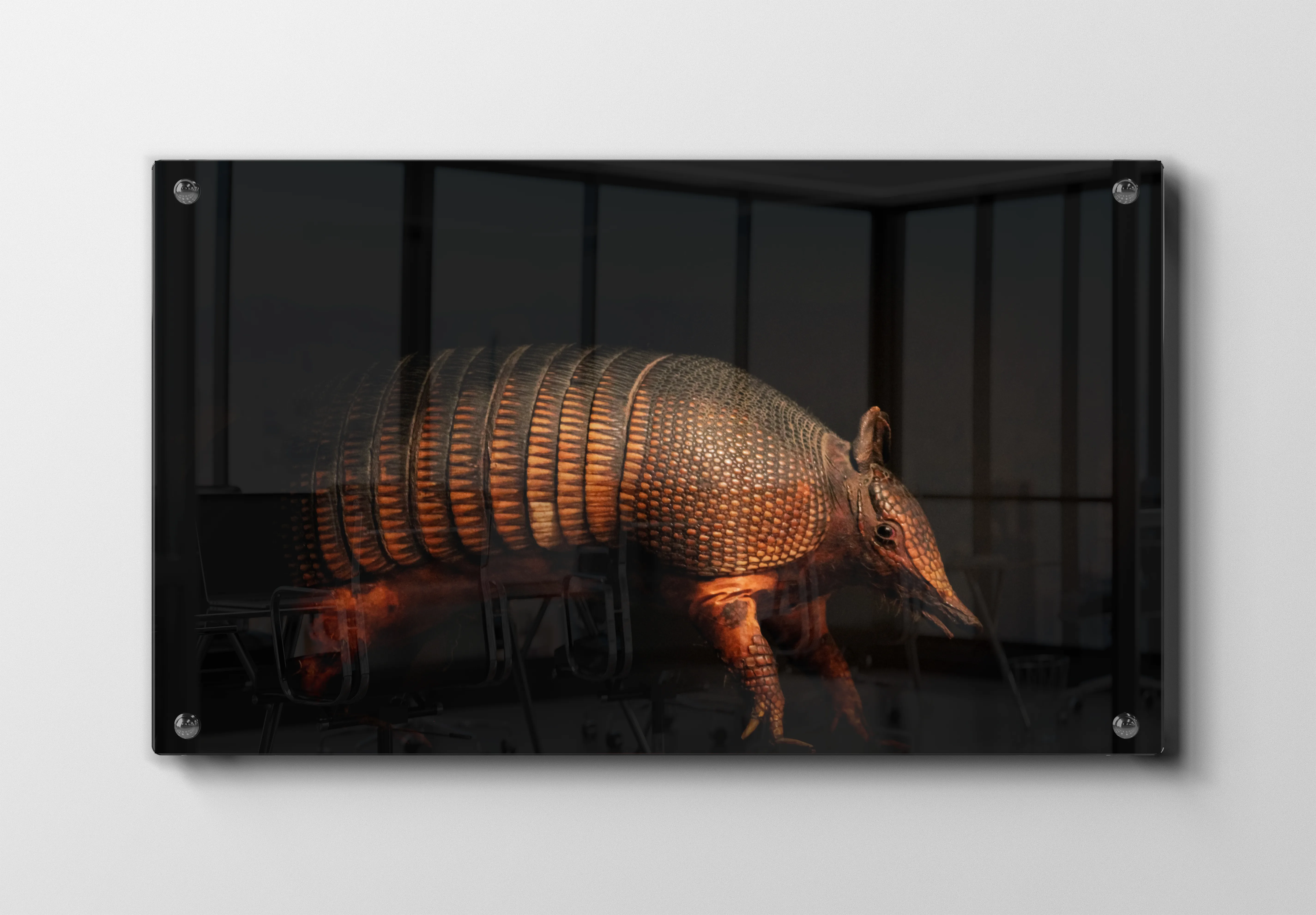 Kat Armadillo Plakat