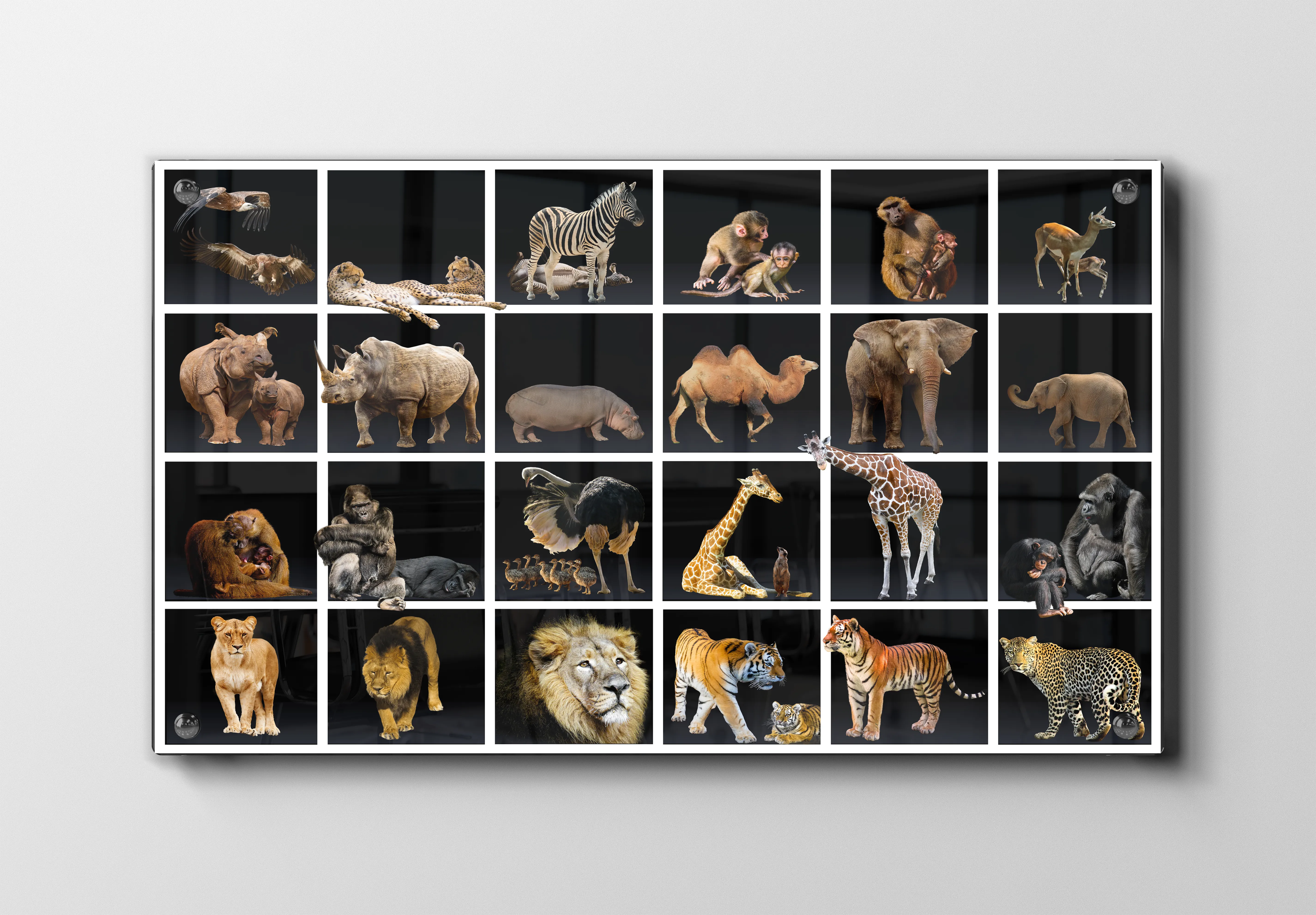 Løve African Collection Plakat