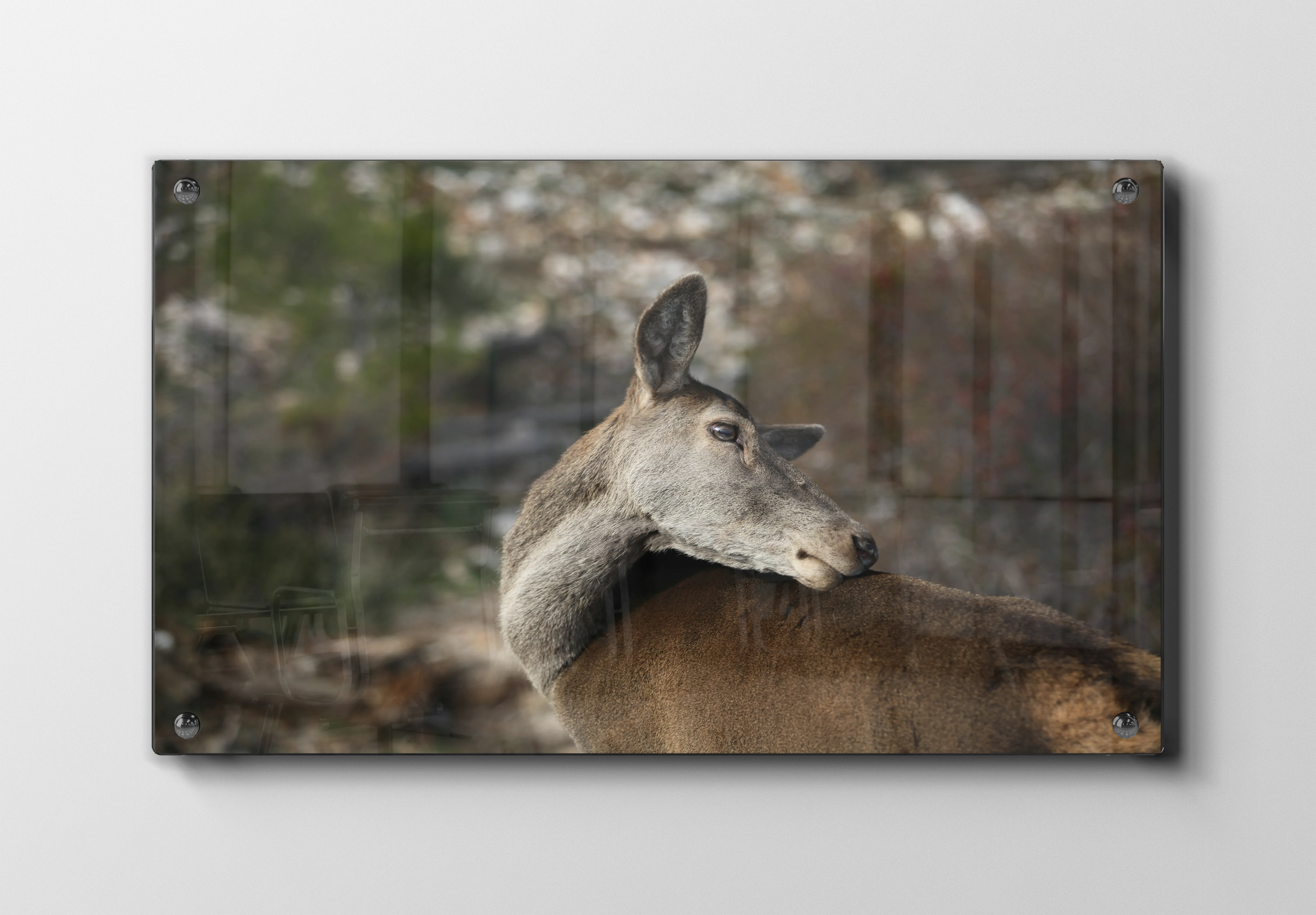 Deer Looking Back Plakat