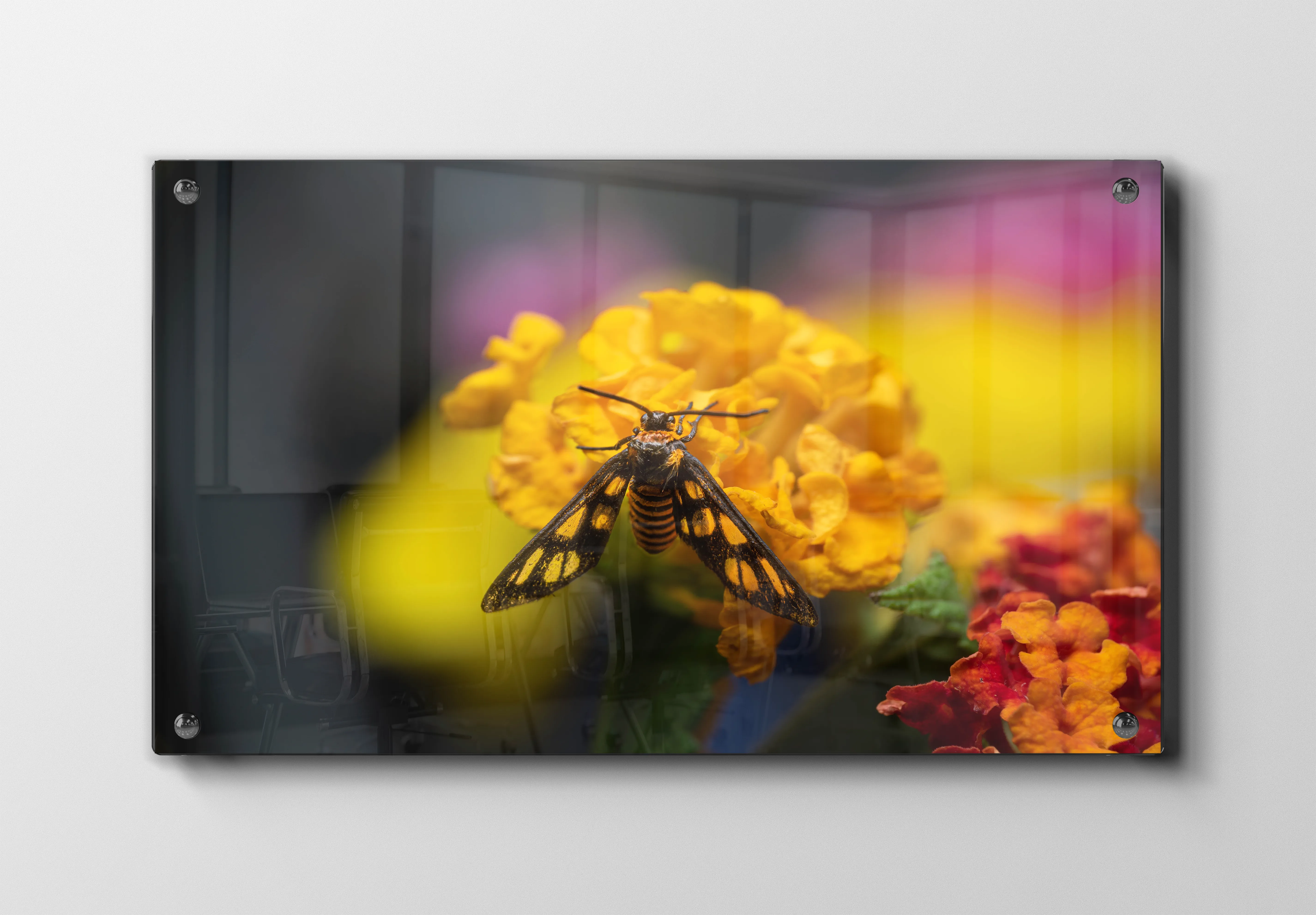 Tiger Moth Plakat