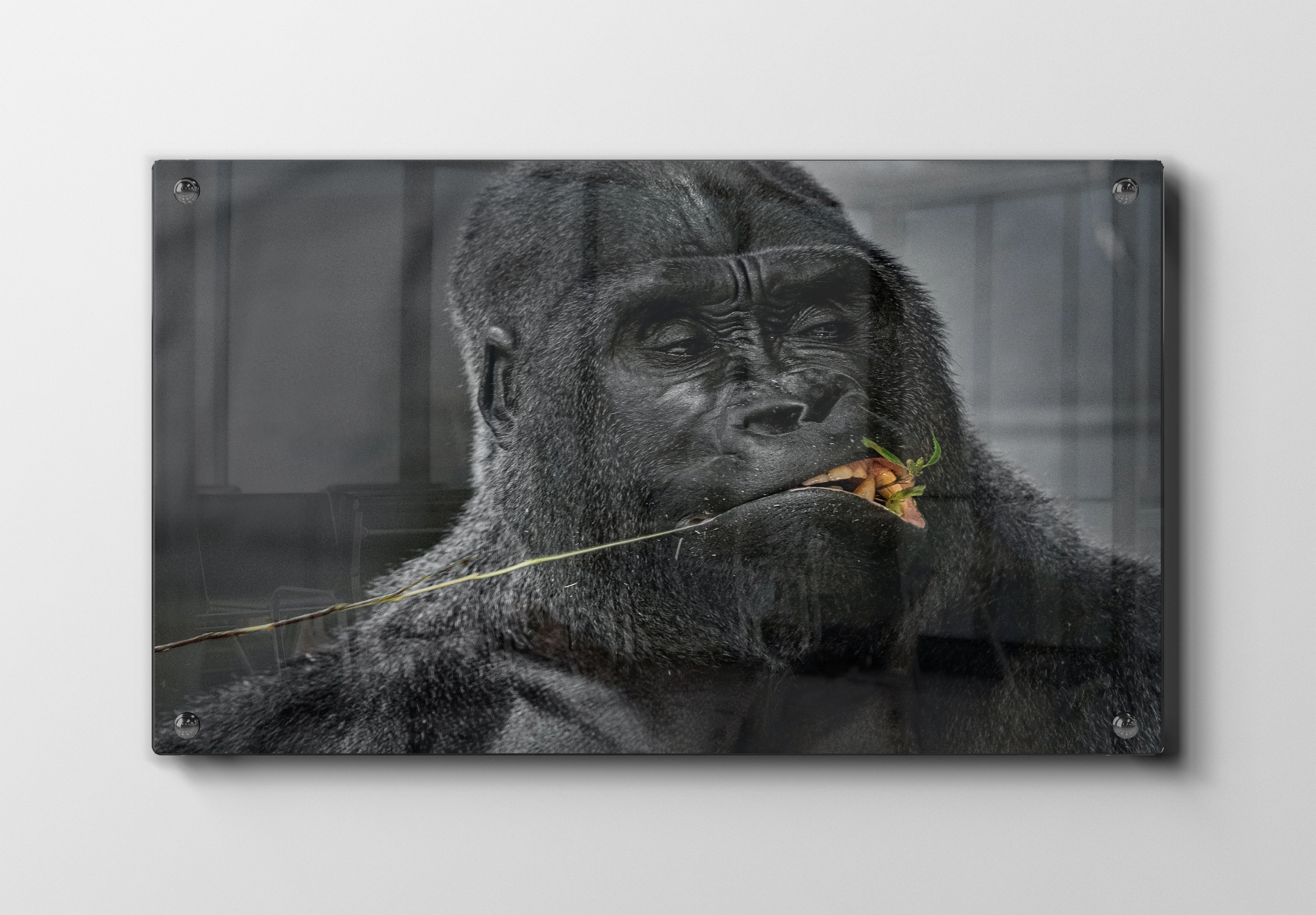 Silverback Gorilla Eating Plakat