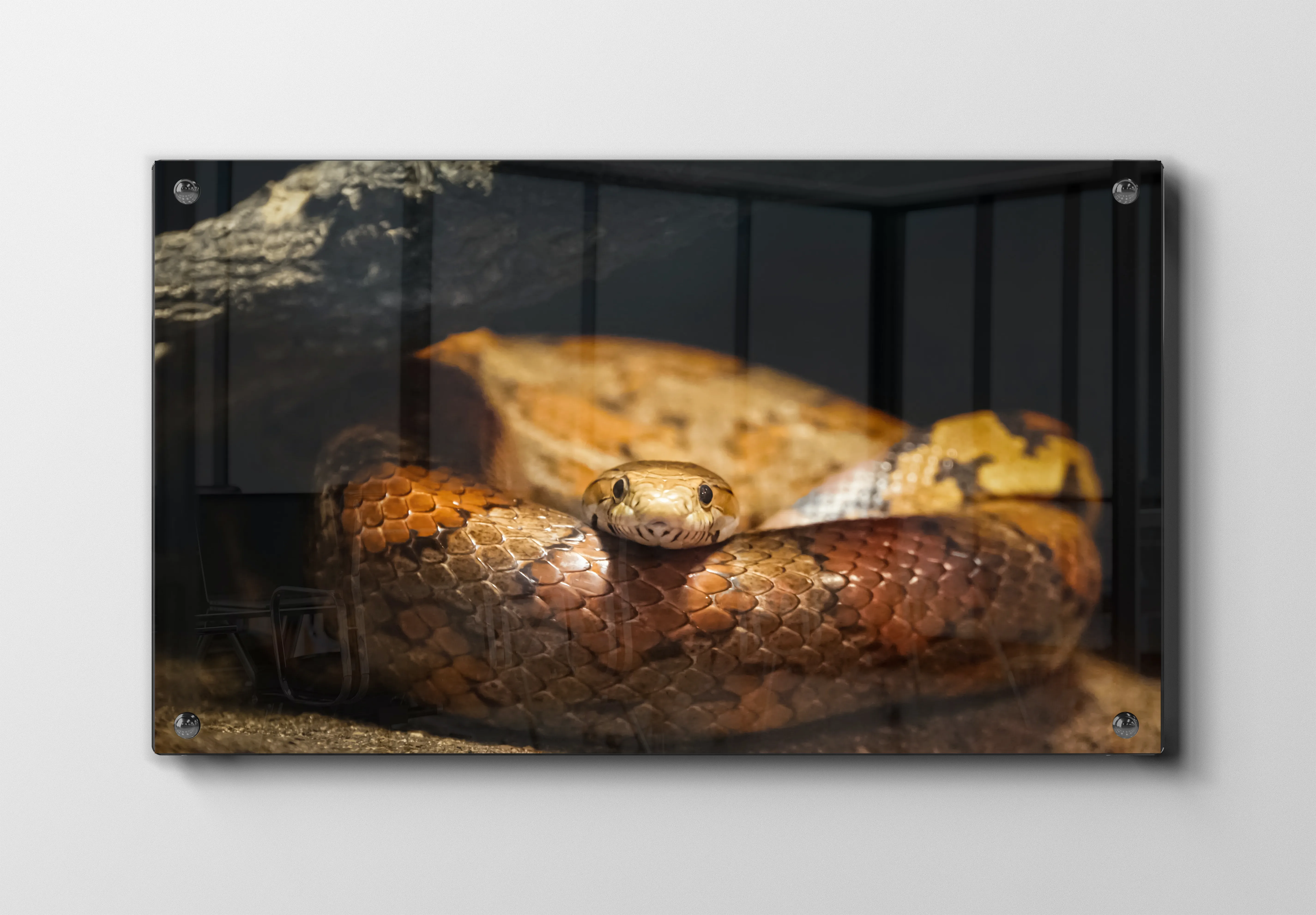 Corn Snake Plakat