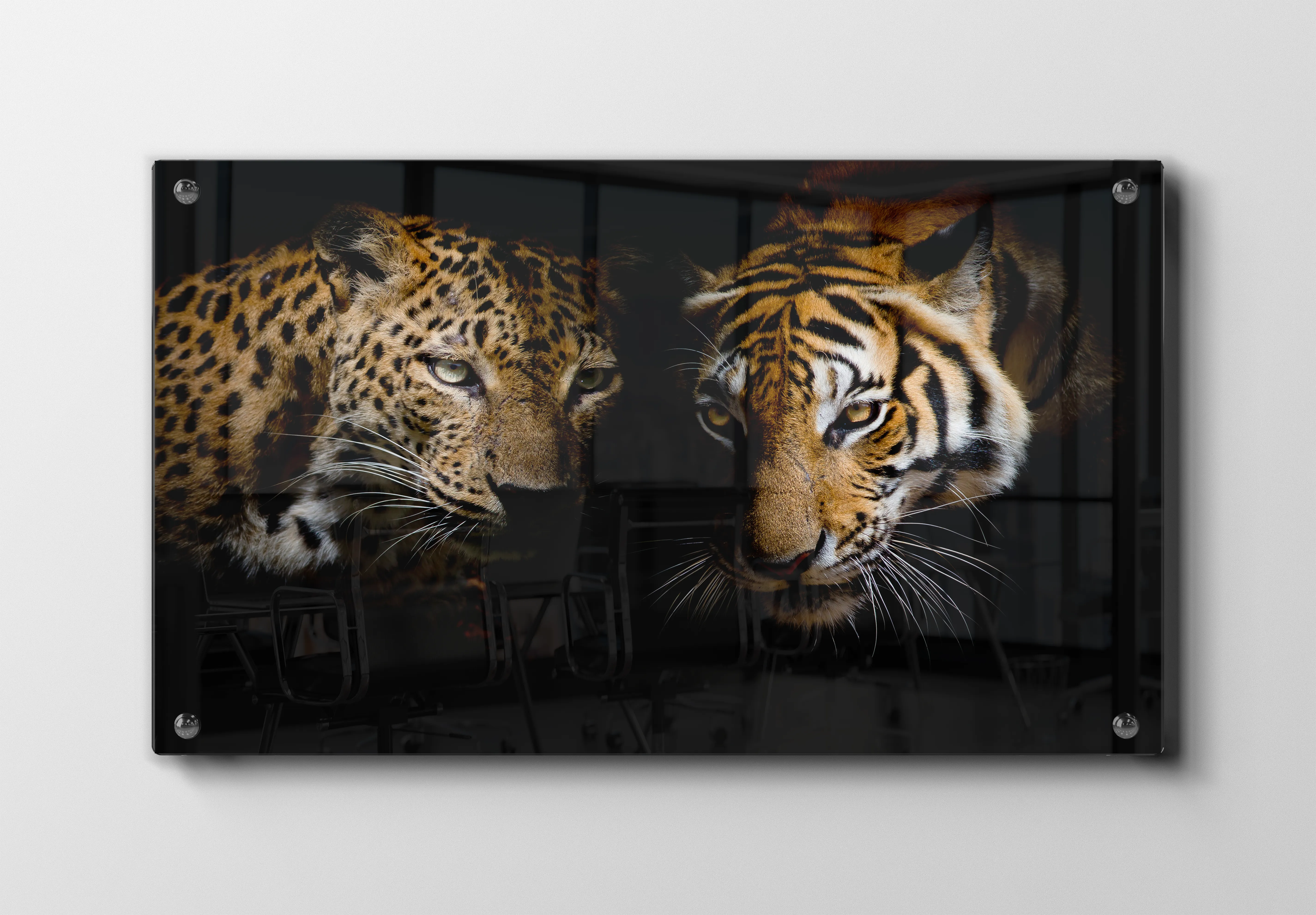 Leopard And Tiger Plakat