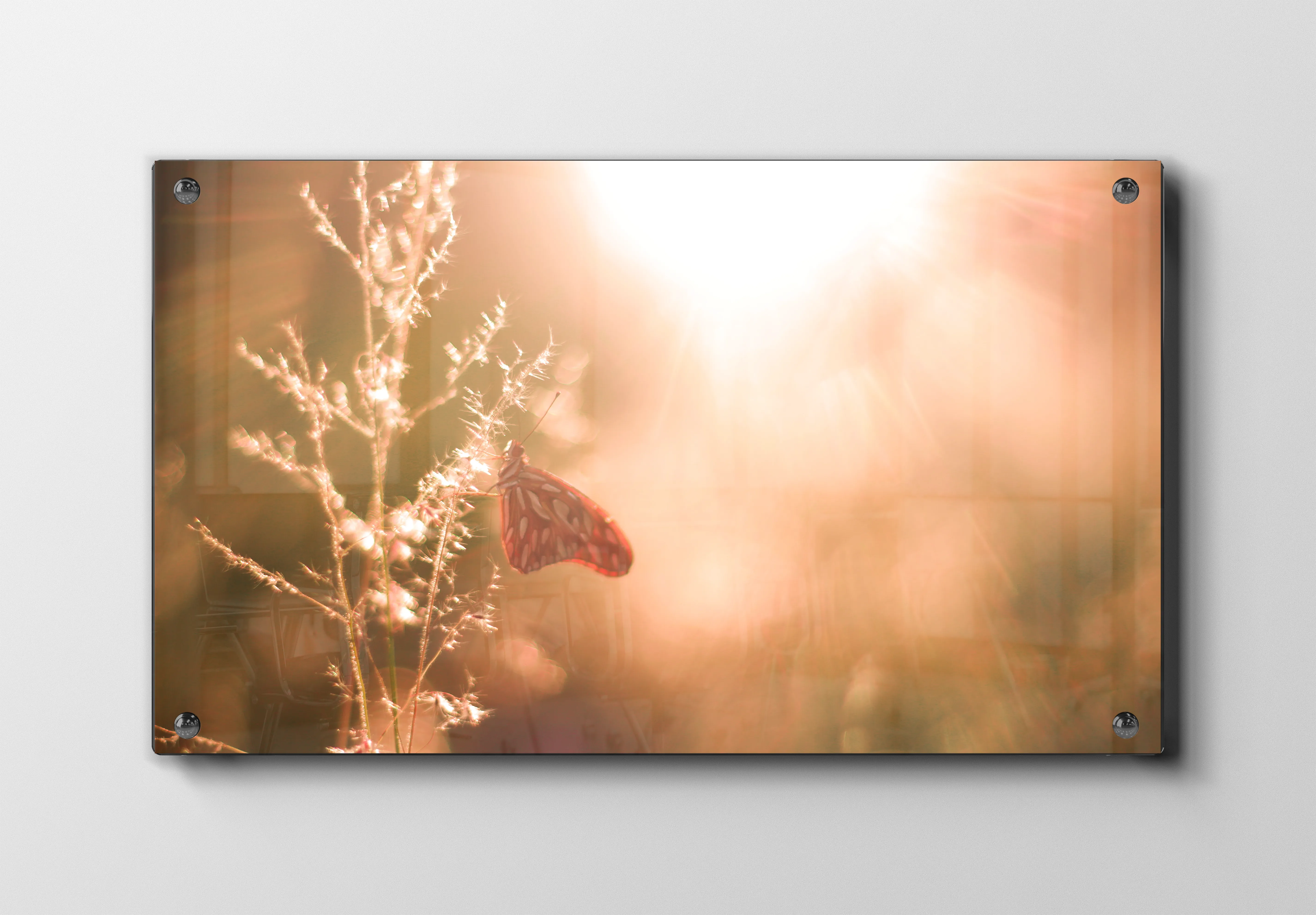 Butterfly Backlit Plakat