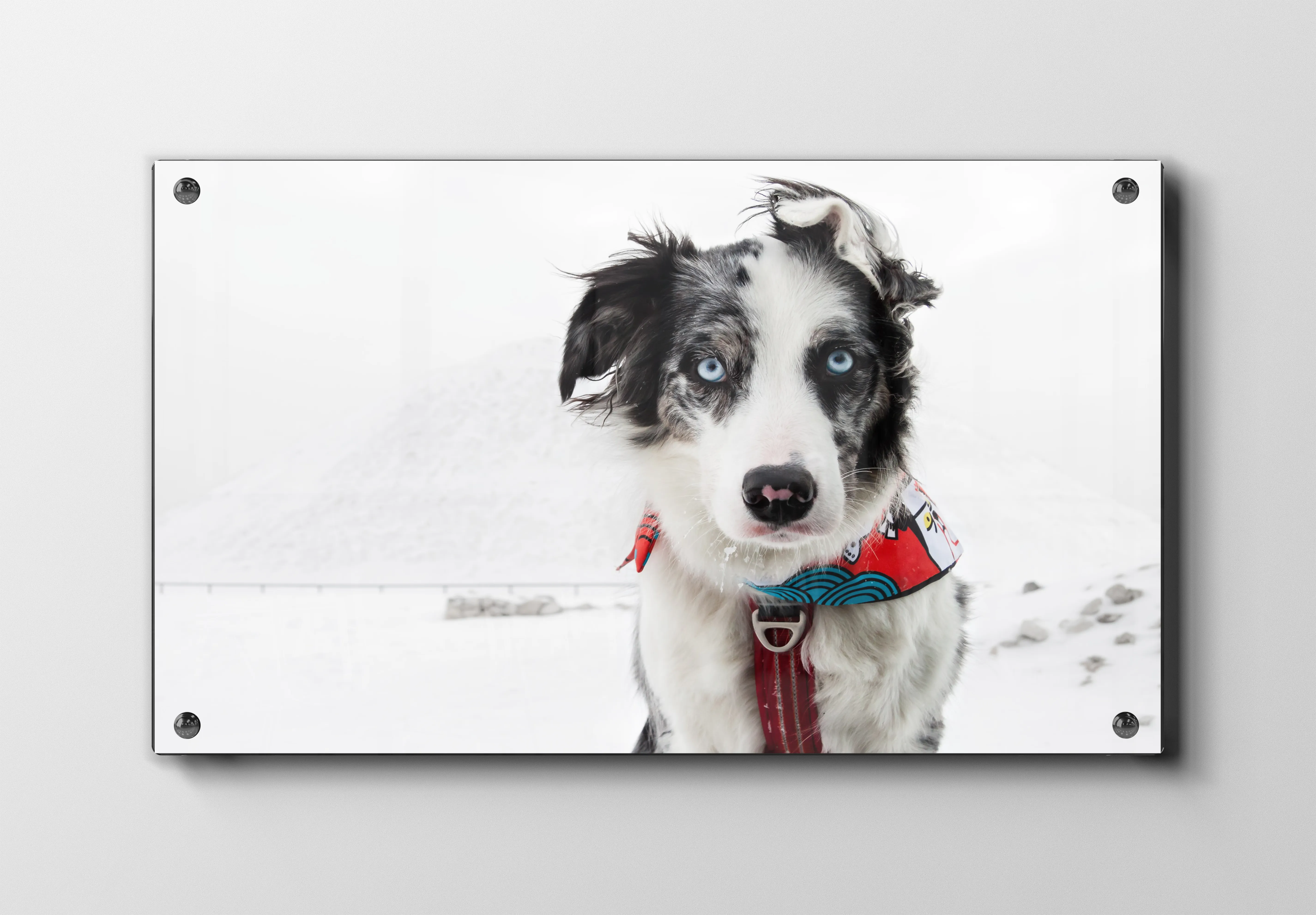 Hund Border Collie Plakat