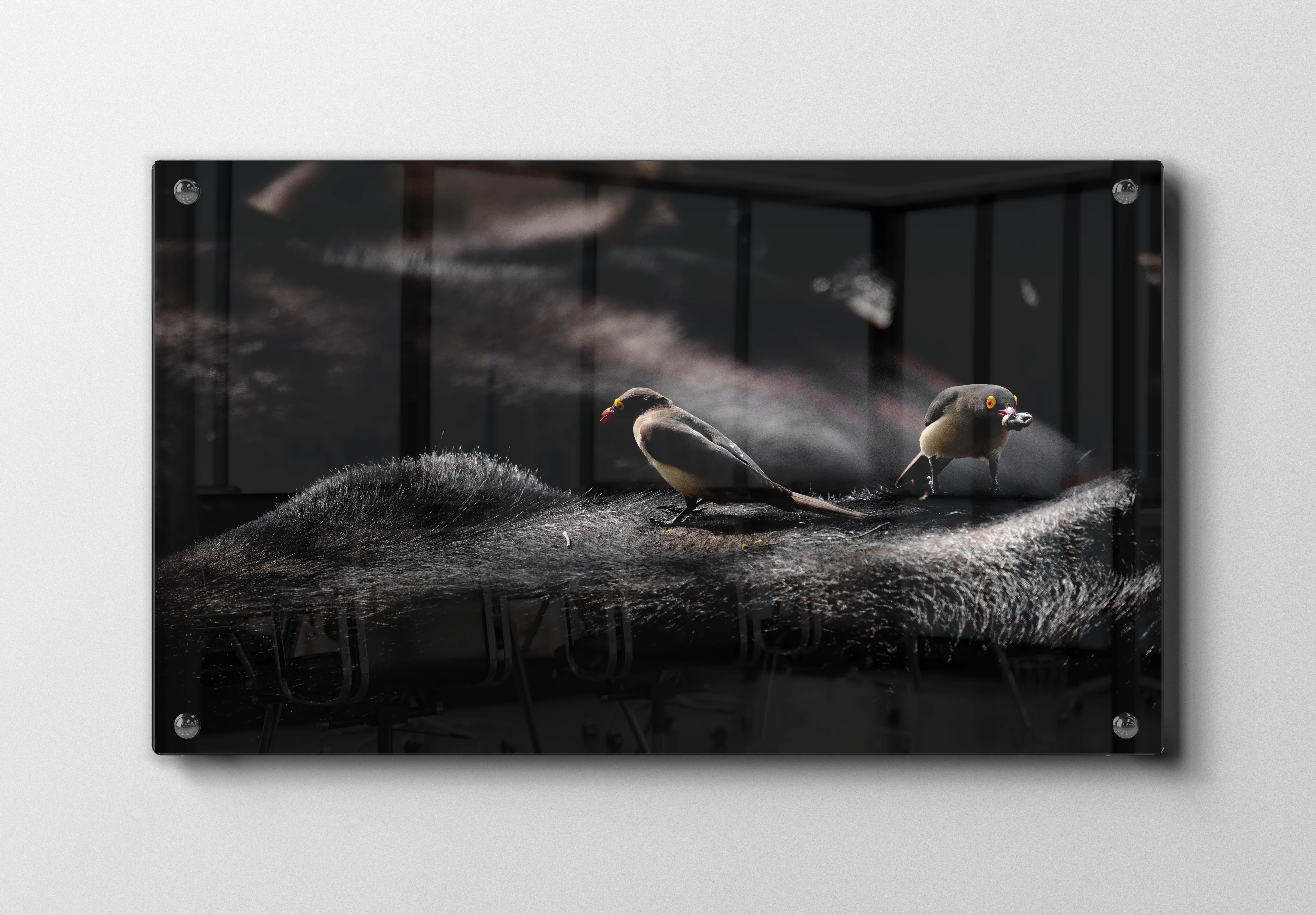 Oxpecker Birds Plakat