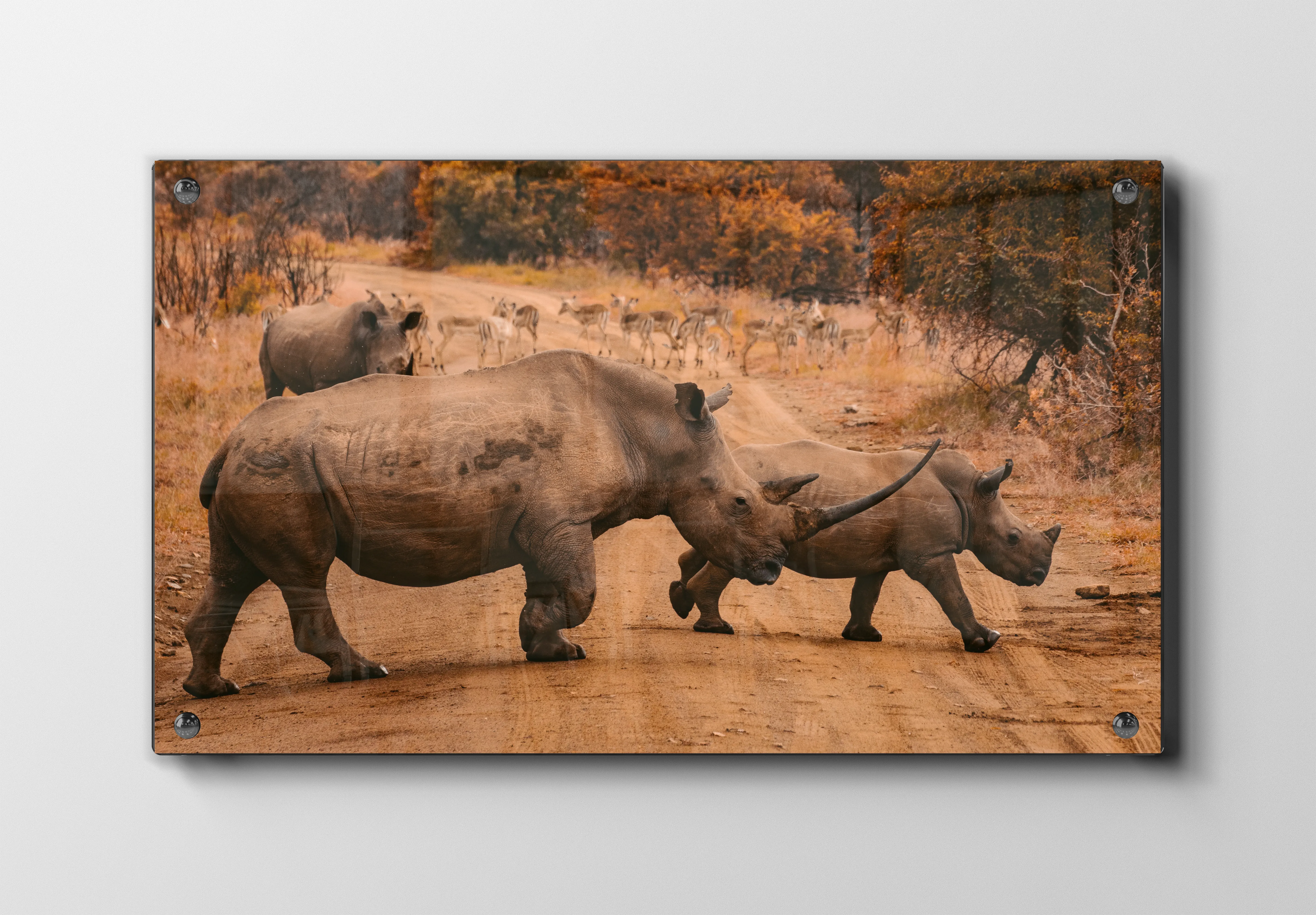 Rhino Crossing Plakat