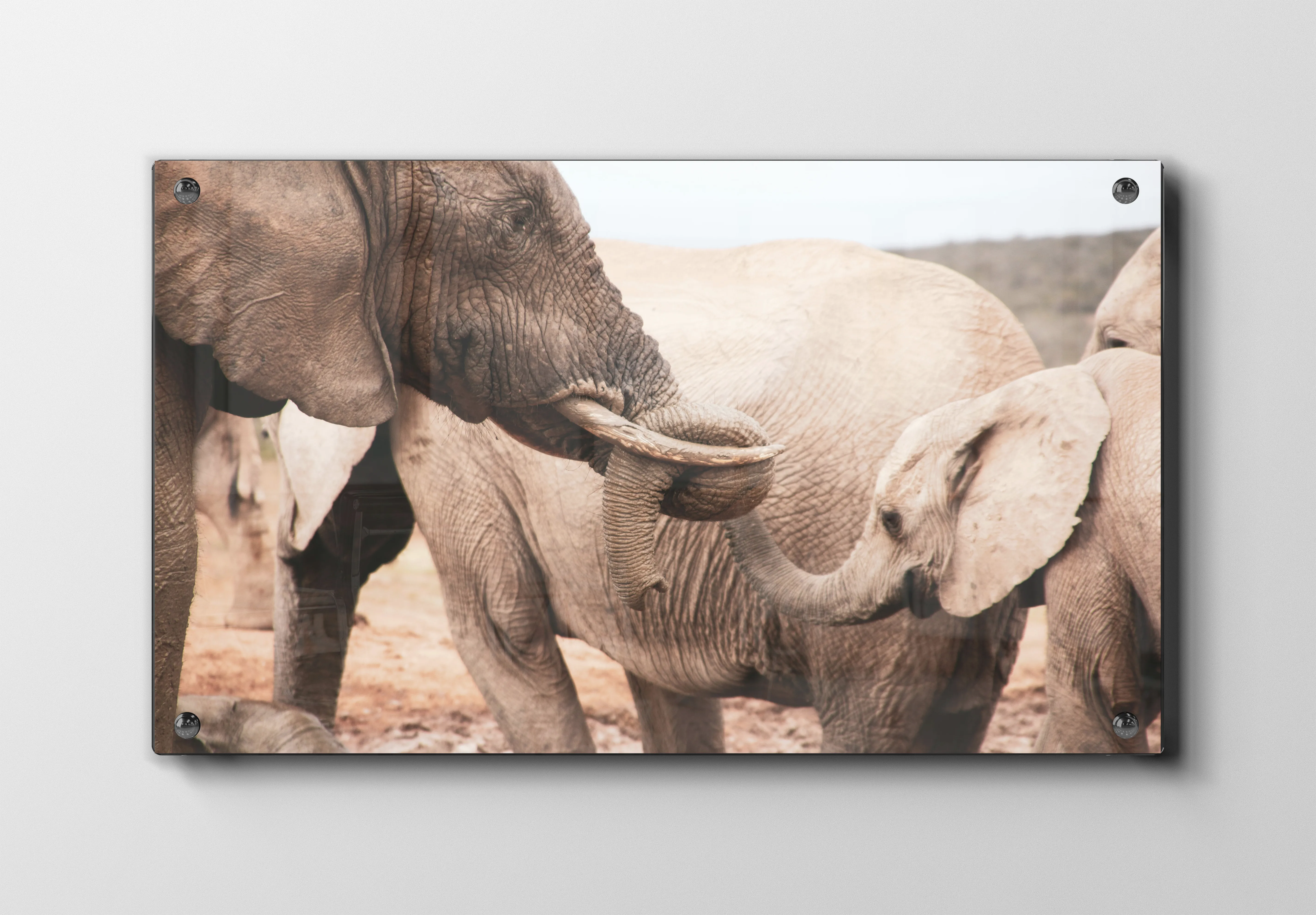 Elephant Family Interaction Plakat