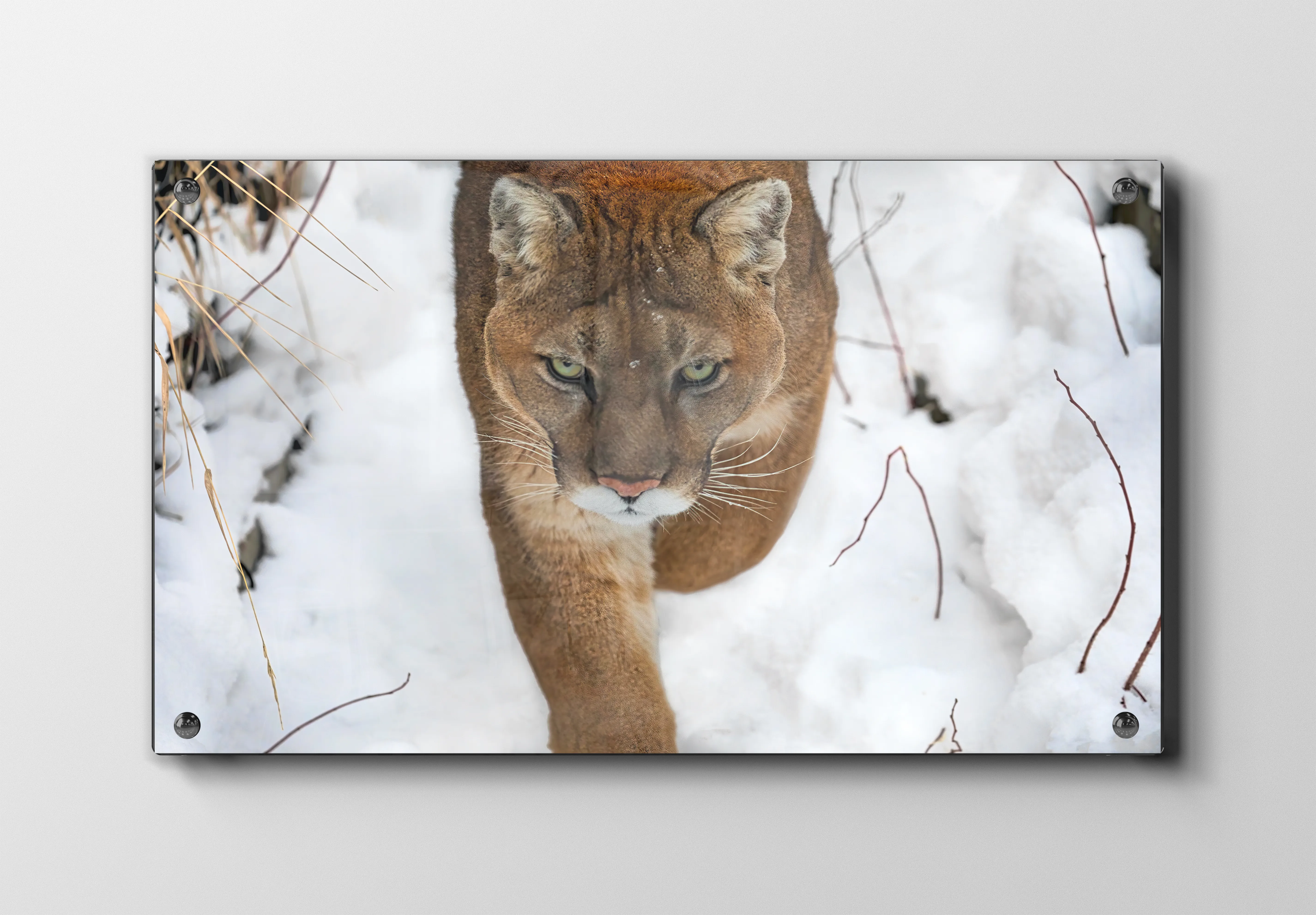 Mountain Lion Plakat