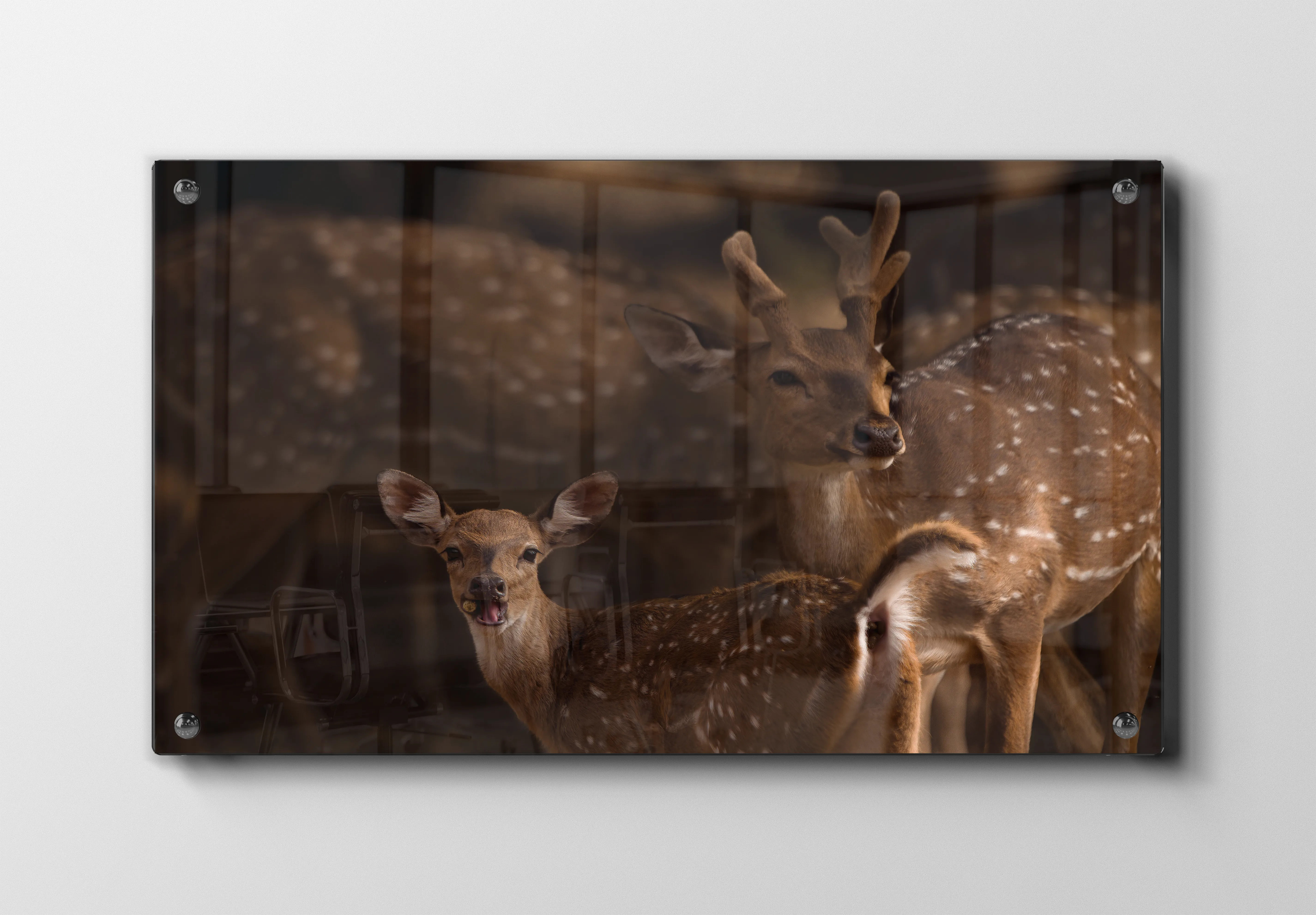 Axis Deer Plakat