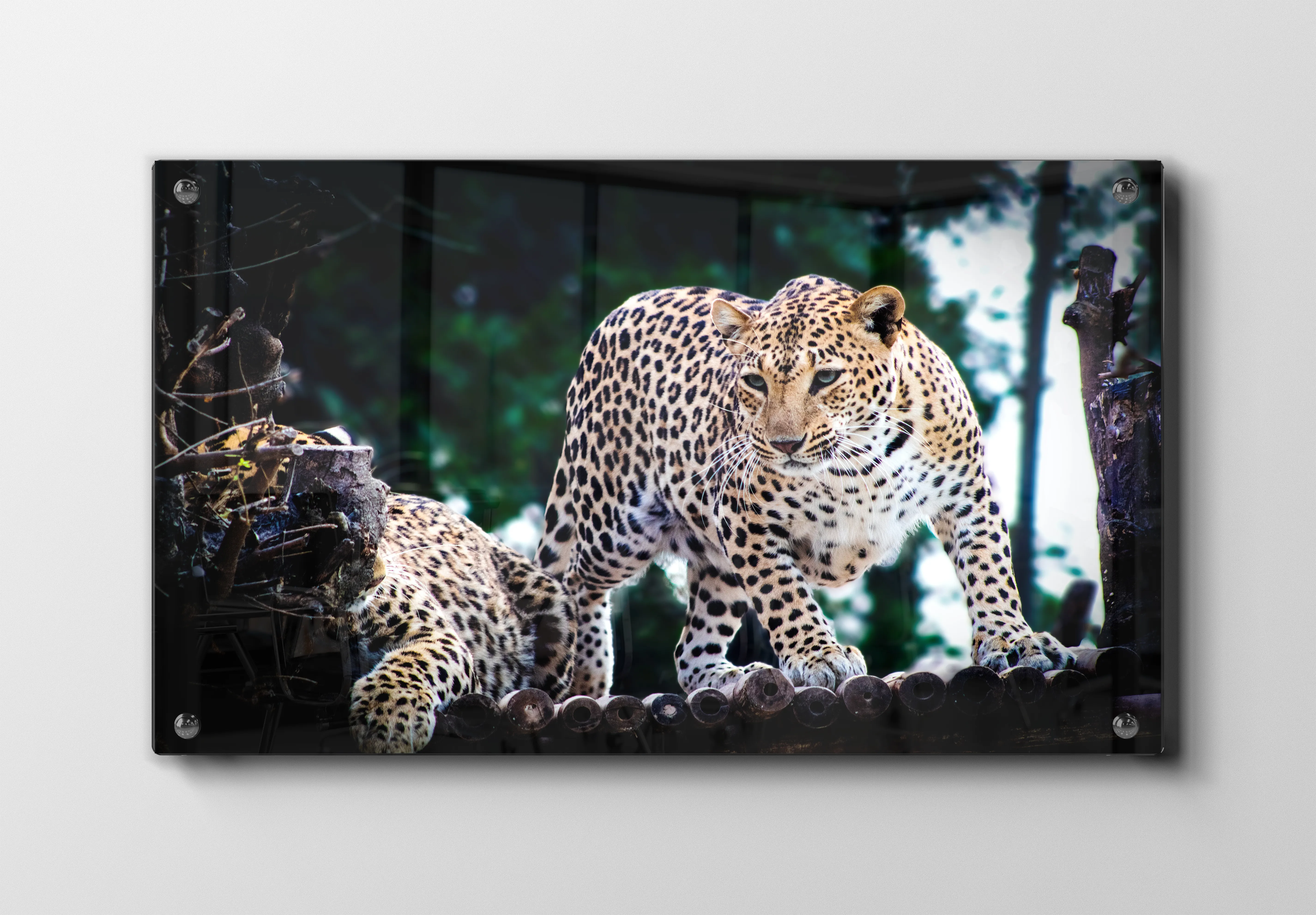 Leopard Pair Plakat