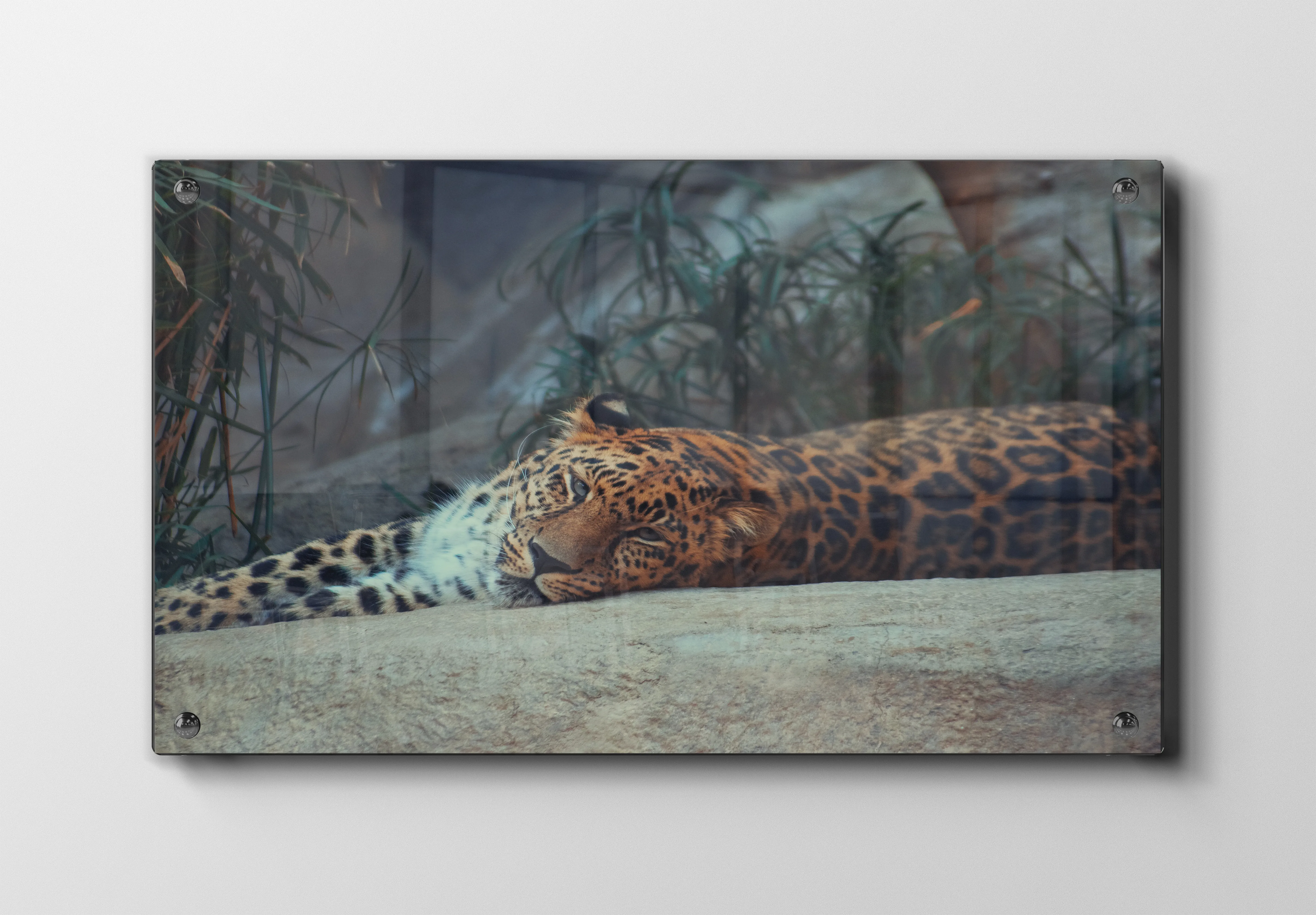 Kat Resting Jaguar Plakat